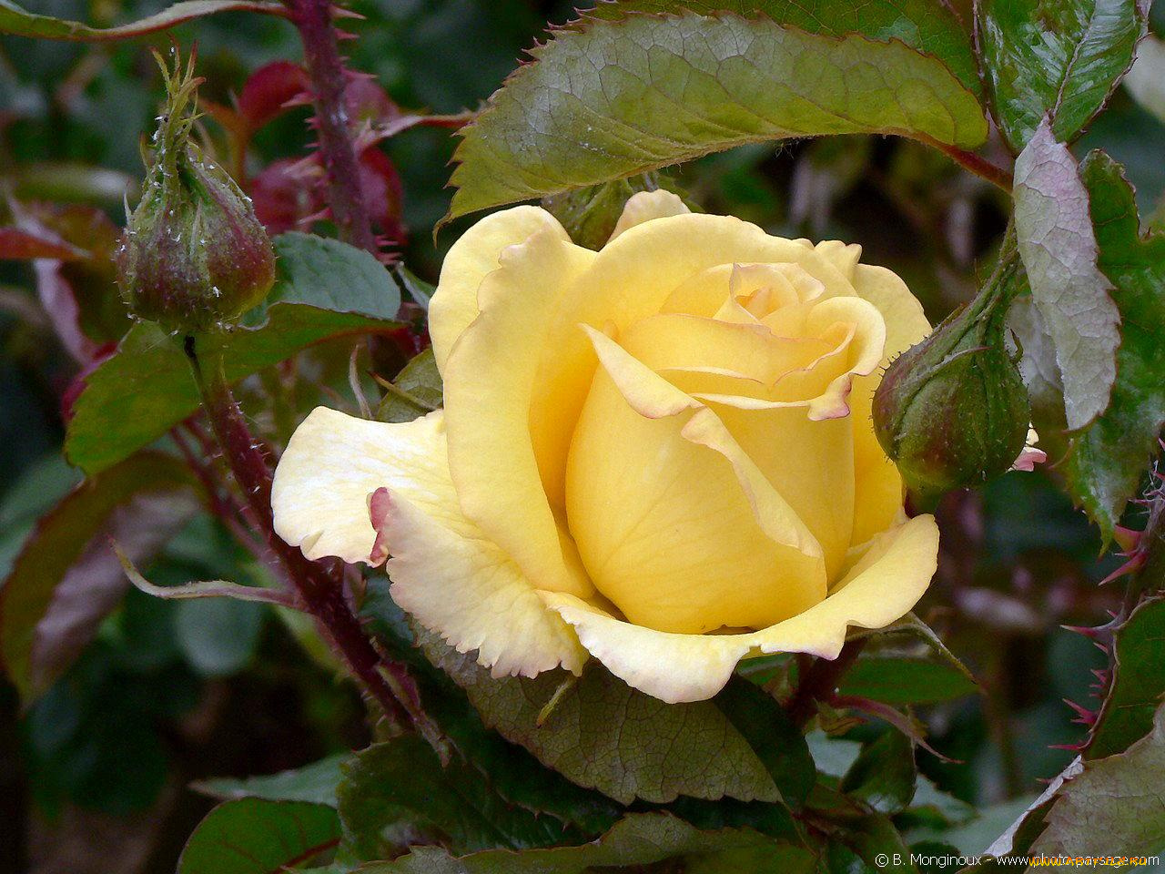 цветы, розы