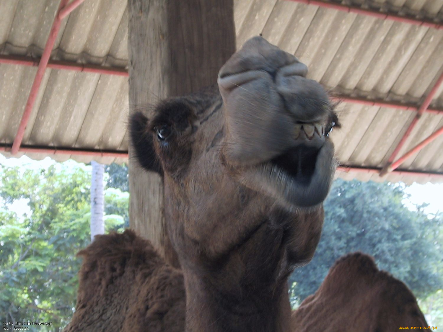 животные, верблюды