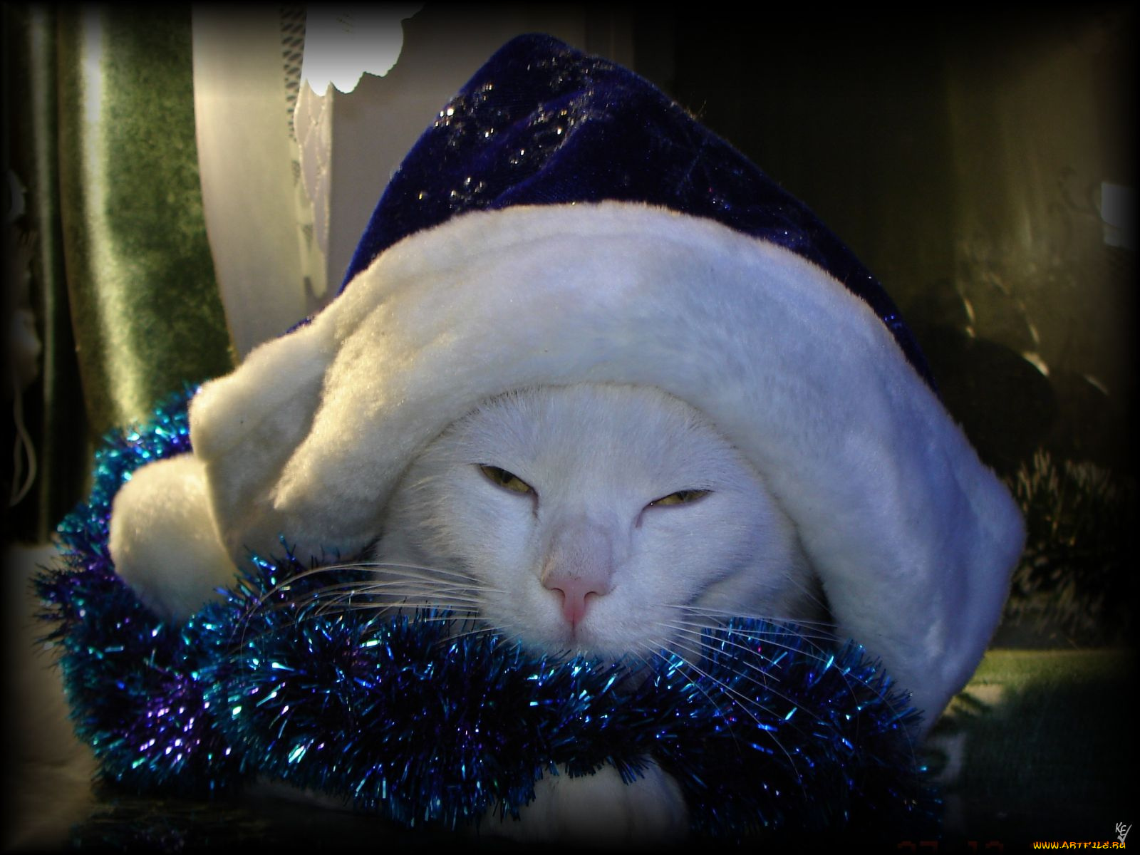 готовлюсь, новому, году, животные, коты