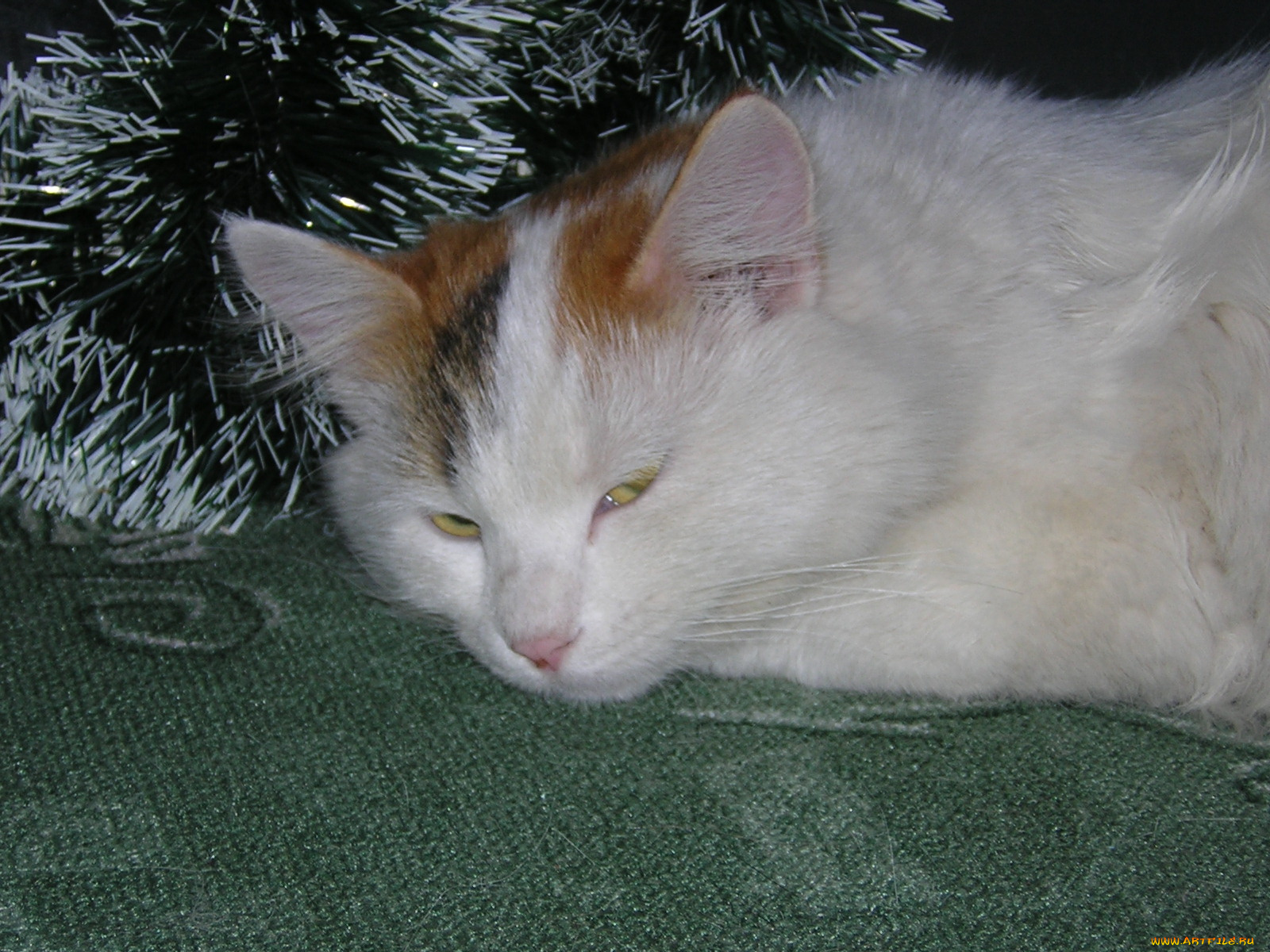 животные, коты