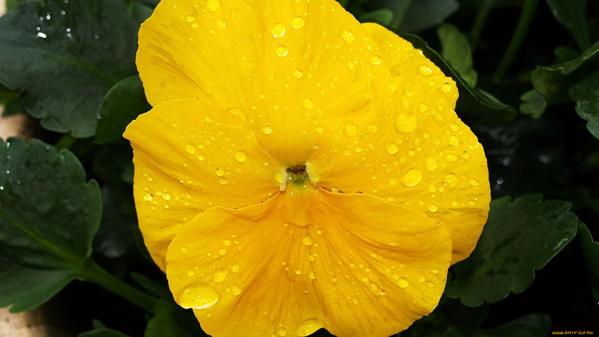 цветы, анютины, глазки, садовые, фиалки