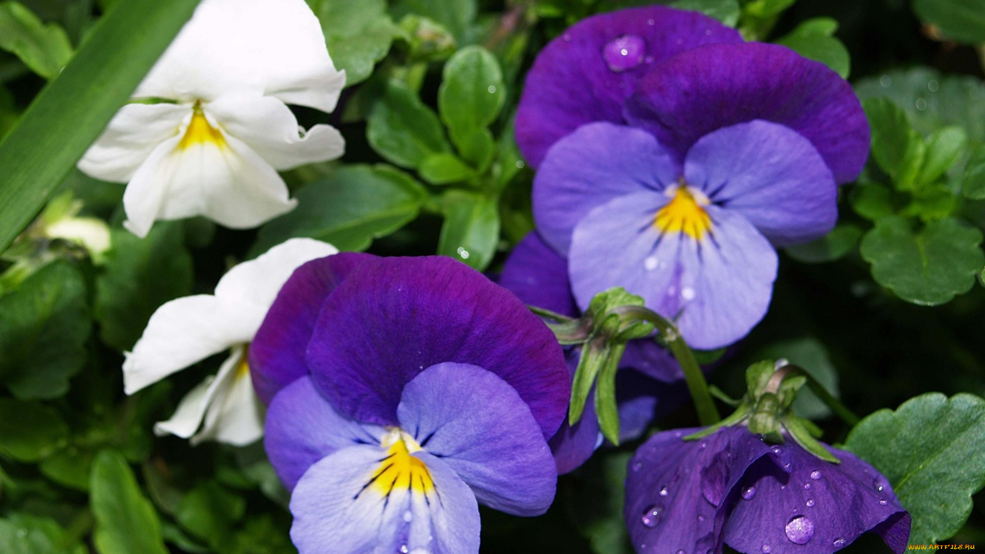 цветы, анютины, глазки, садовые, фиалки