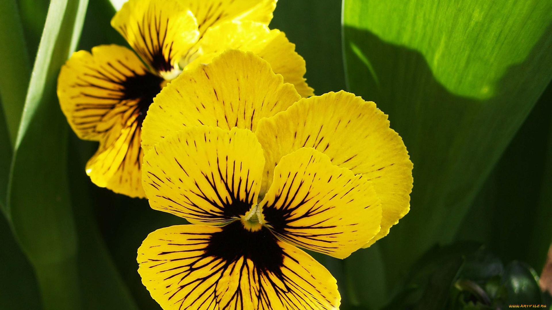 цветы, анютины, глазки, садовые, фиалки