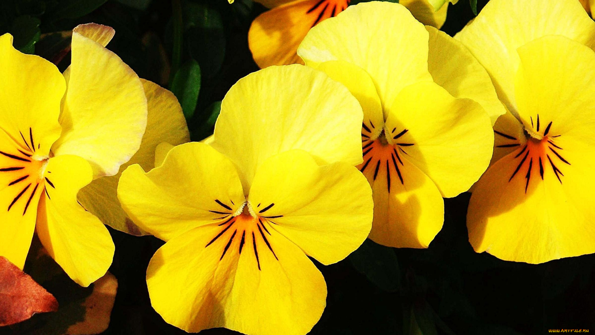 цветы, анютины, глазки, садовые, фиалки