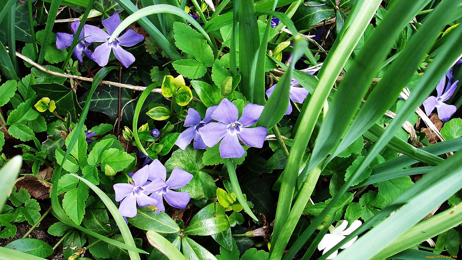 цветы, барвинок