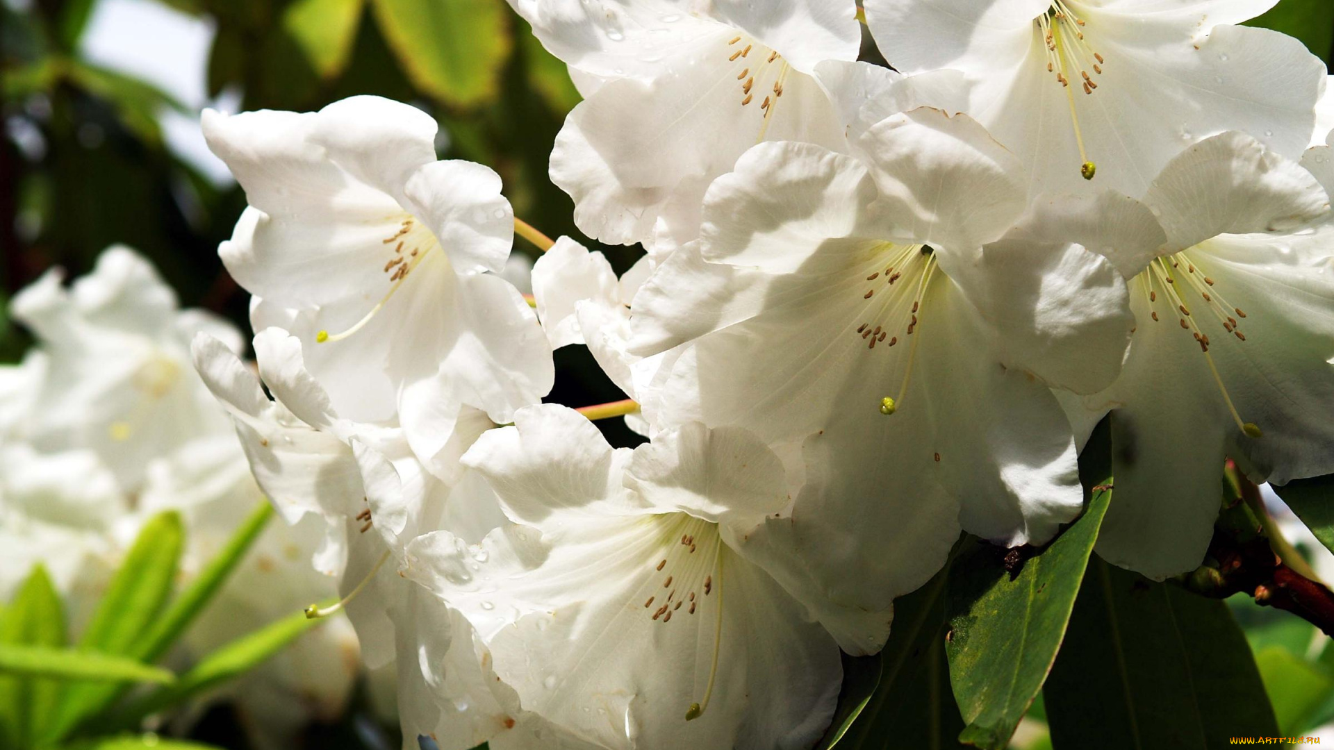 цветы, цветущие, деревья, кустарники