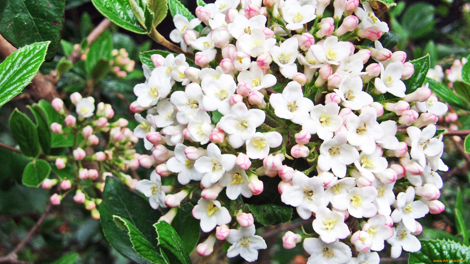 цветы, цветущие, деревья, кустарники