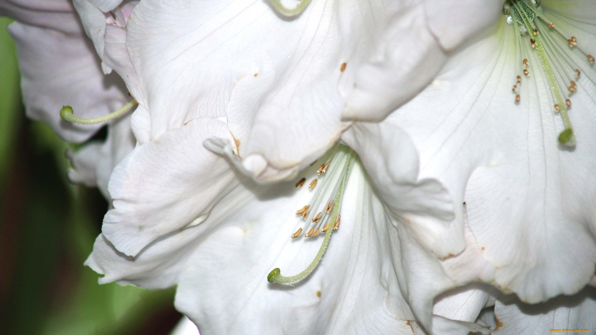 цветы, гладиолусы