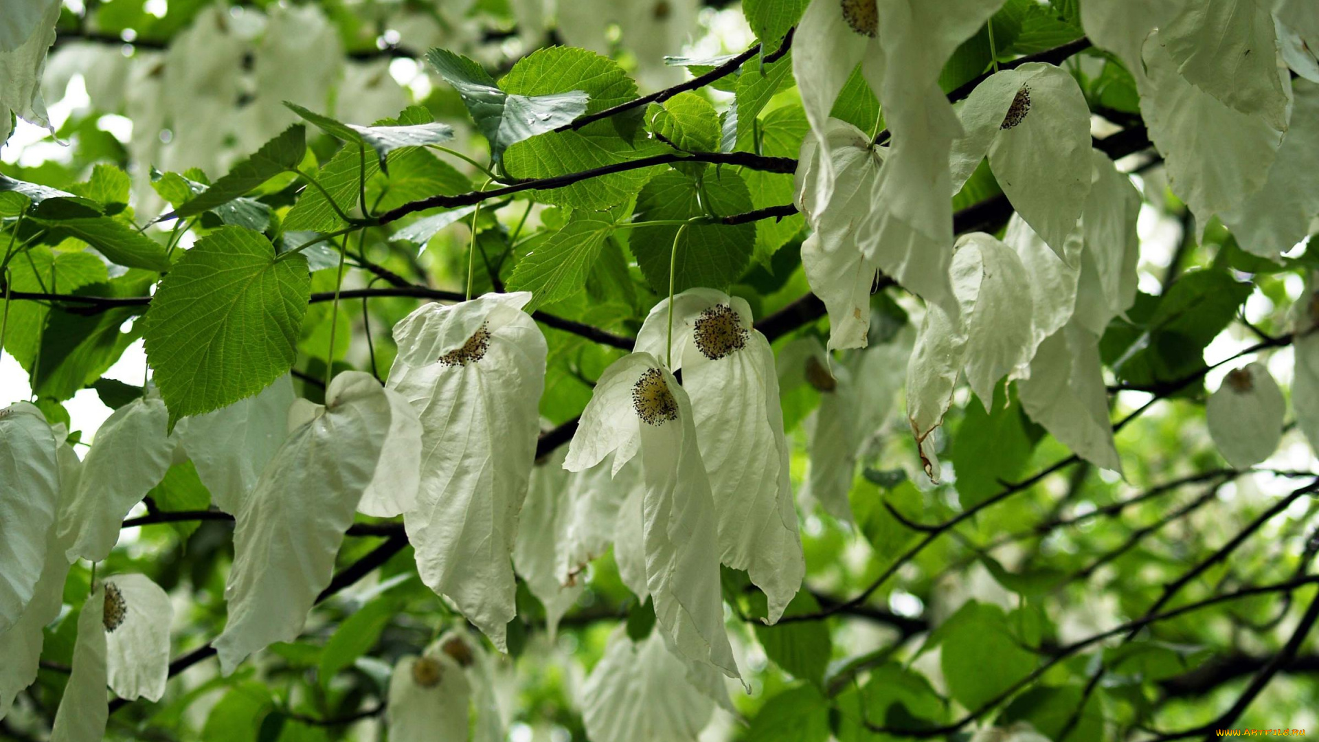 цветы, кизил