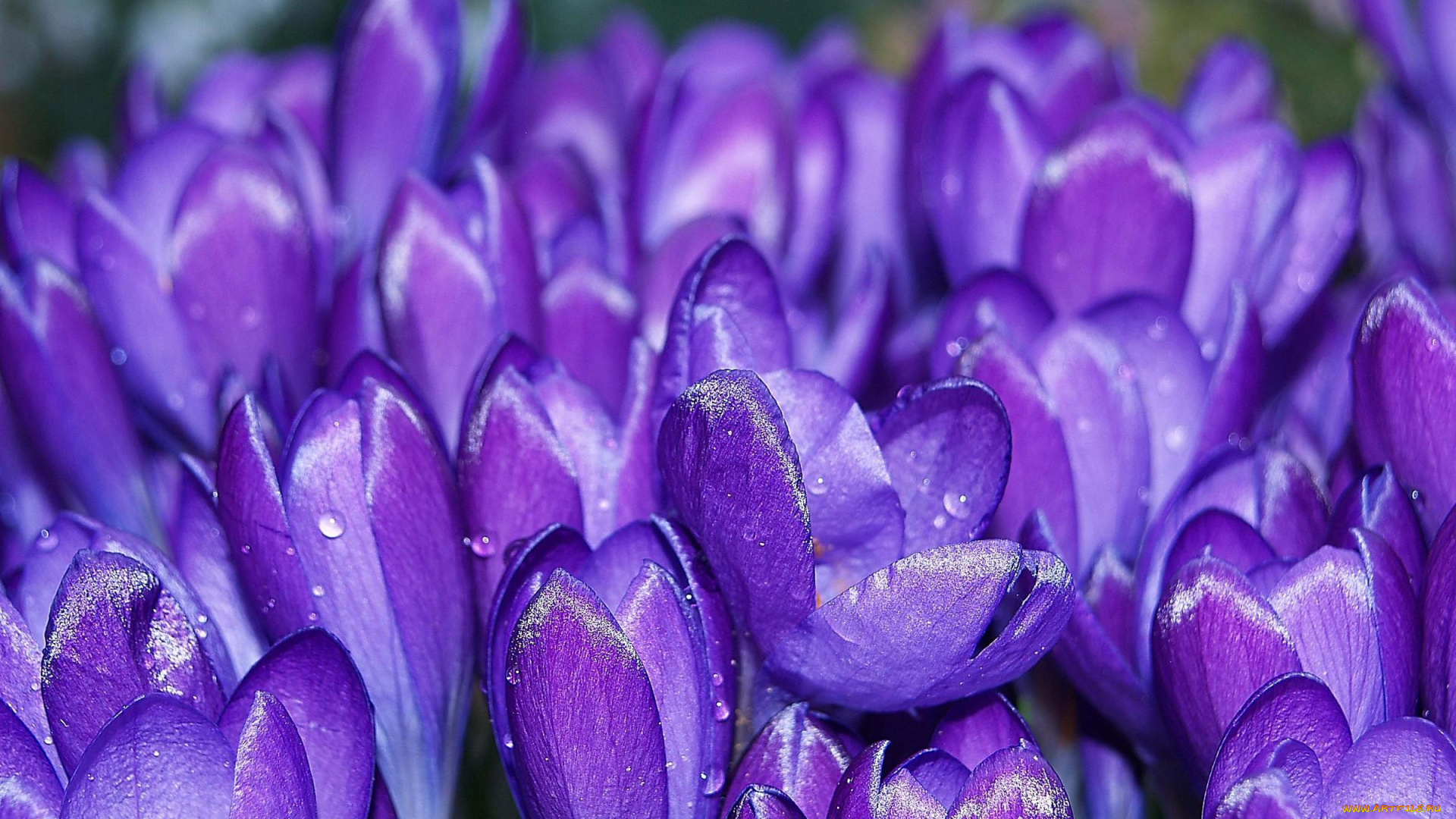 цветы, крокусы