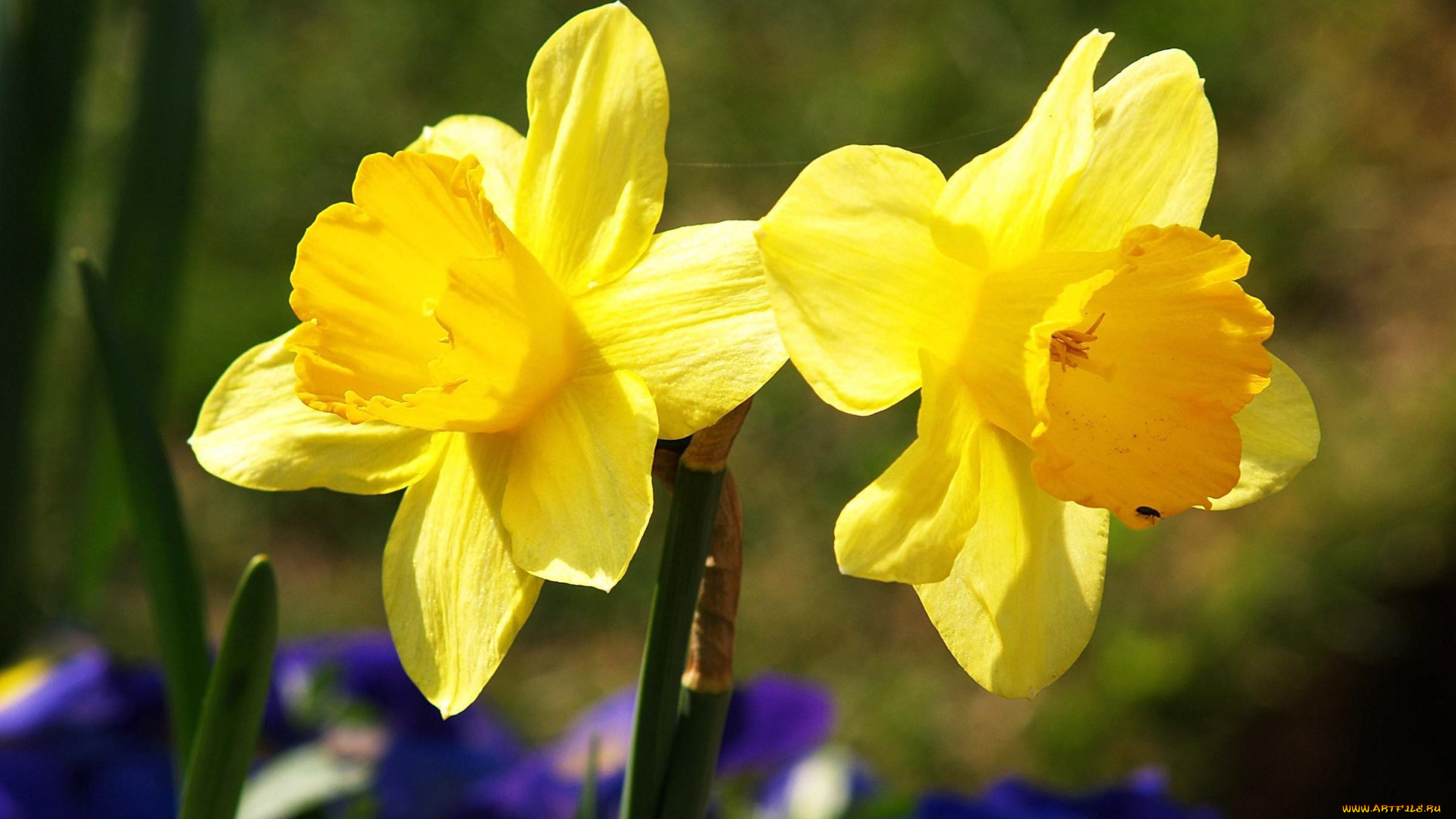 цветы, нарциссы