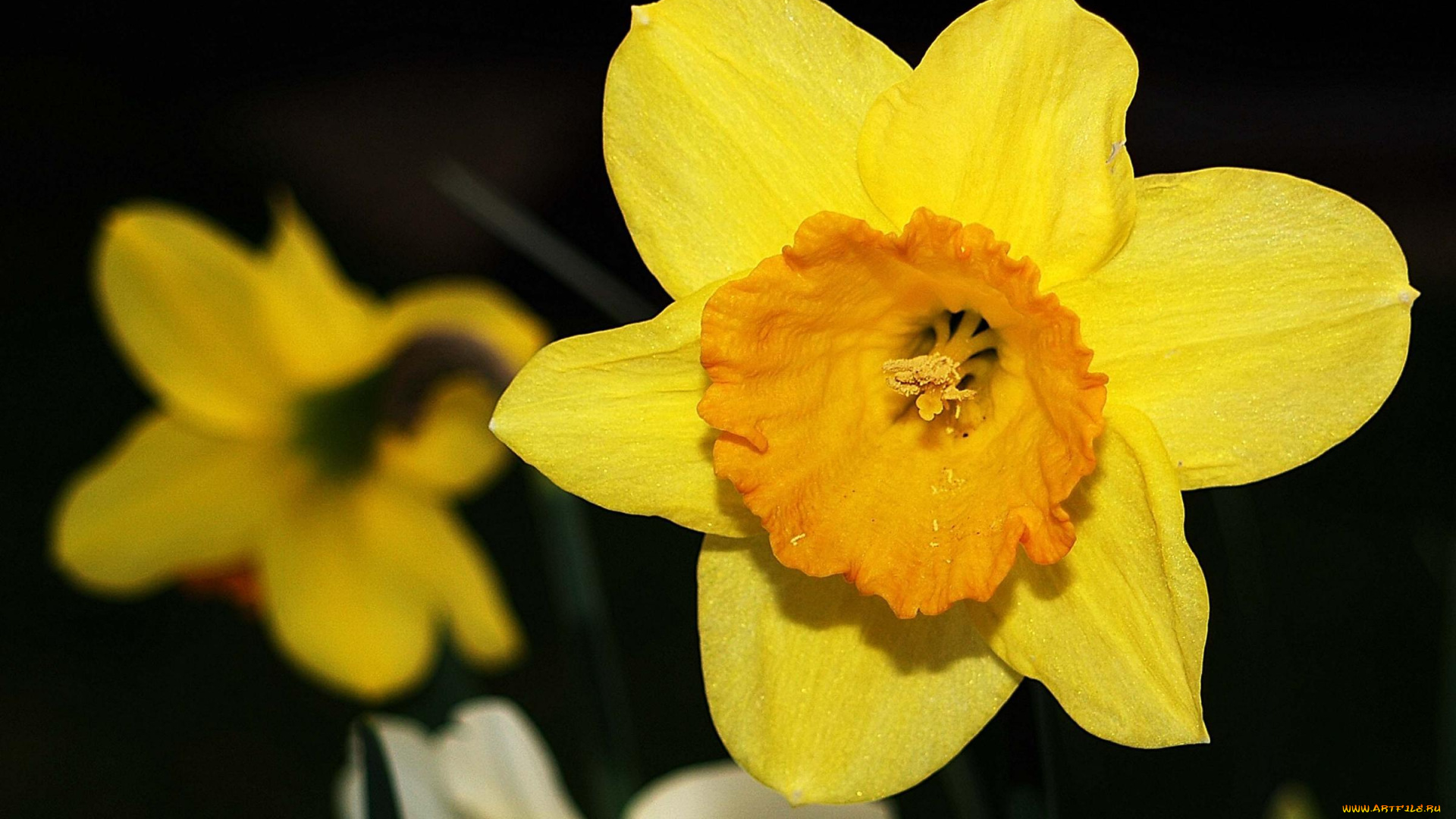 цветы, нарциссы