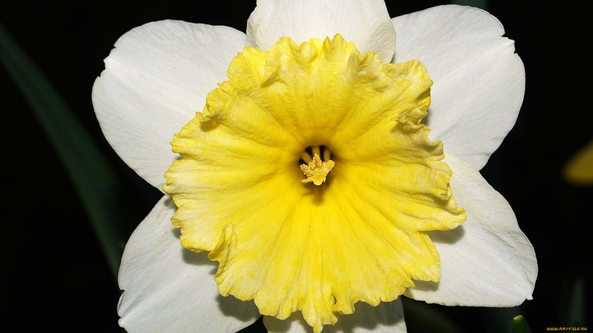 цветы, нарциссы