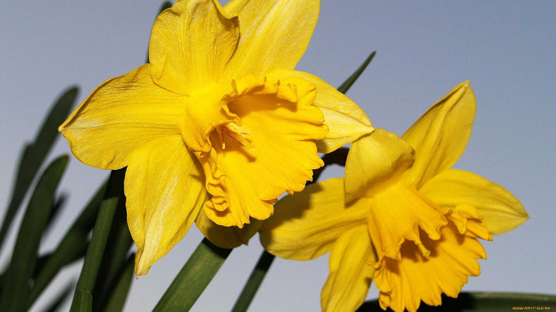 цветы, нарциссы