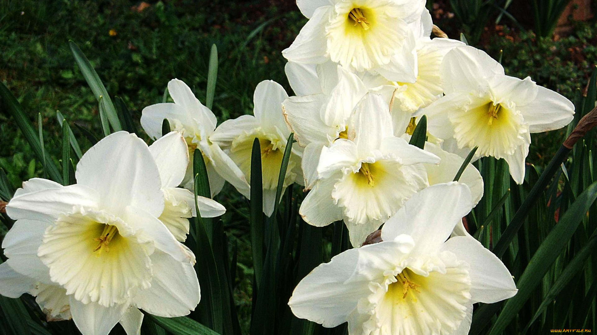 цветы, нарциссы