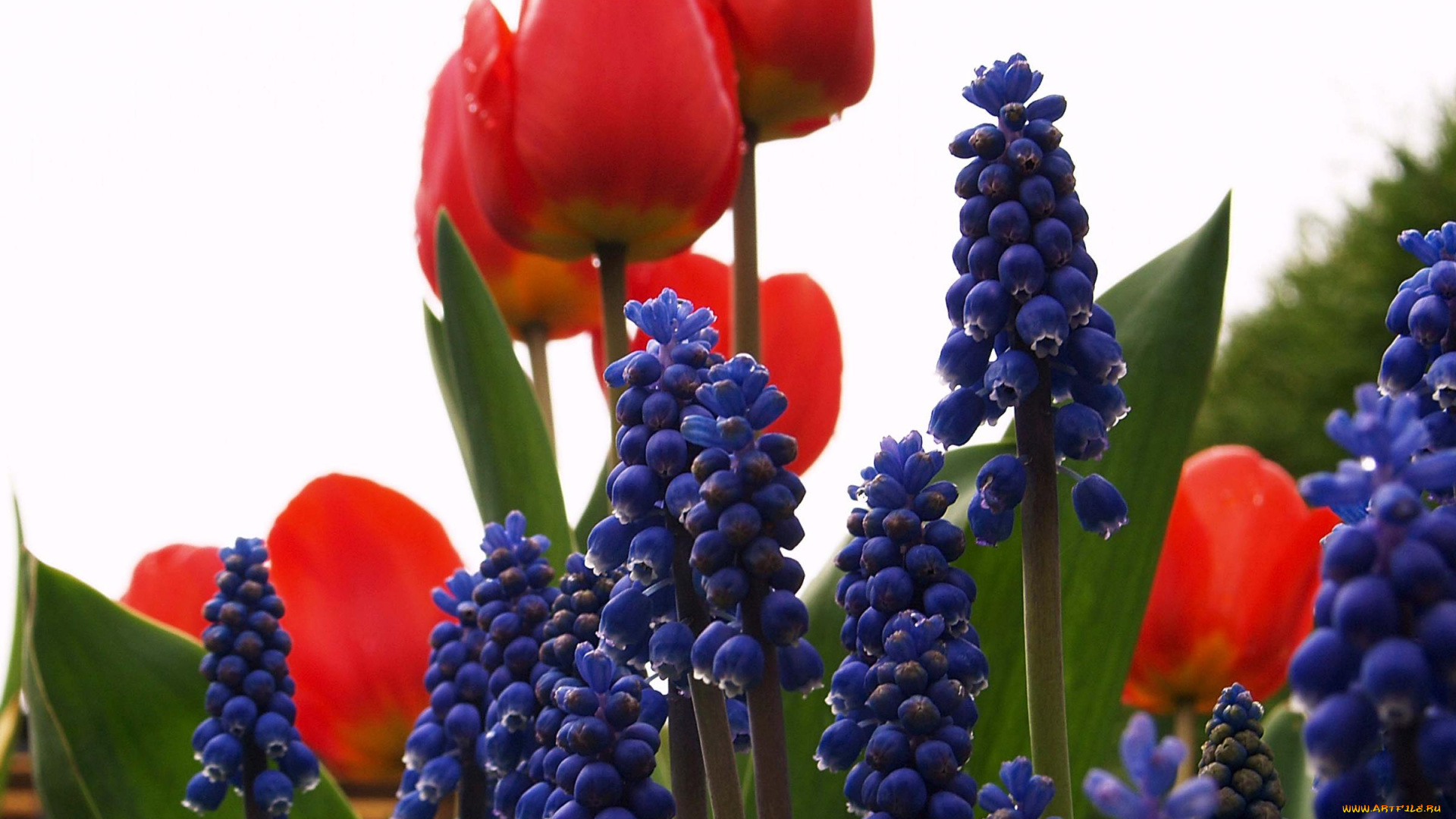 цветы, разные, вместе