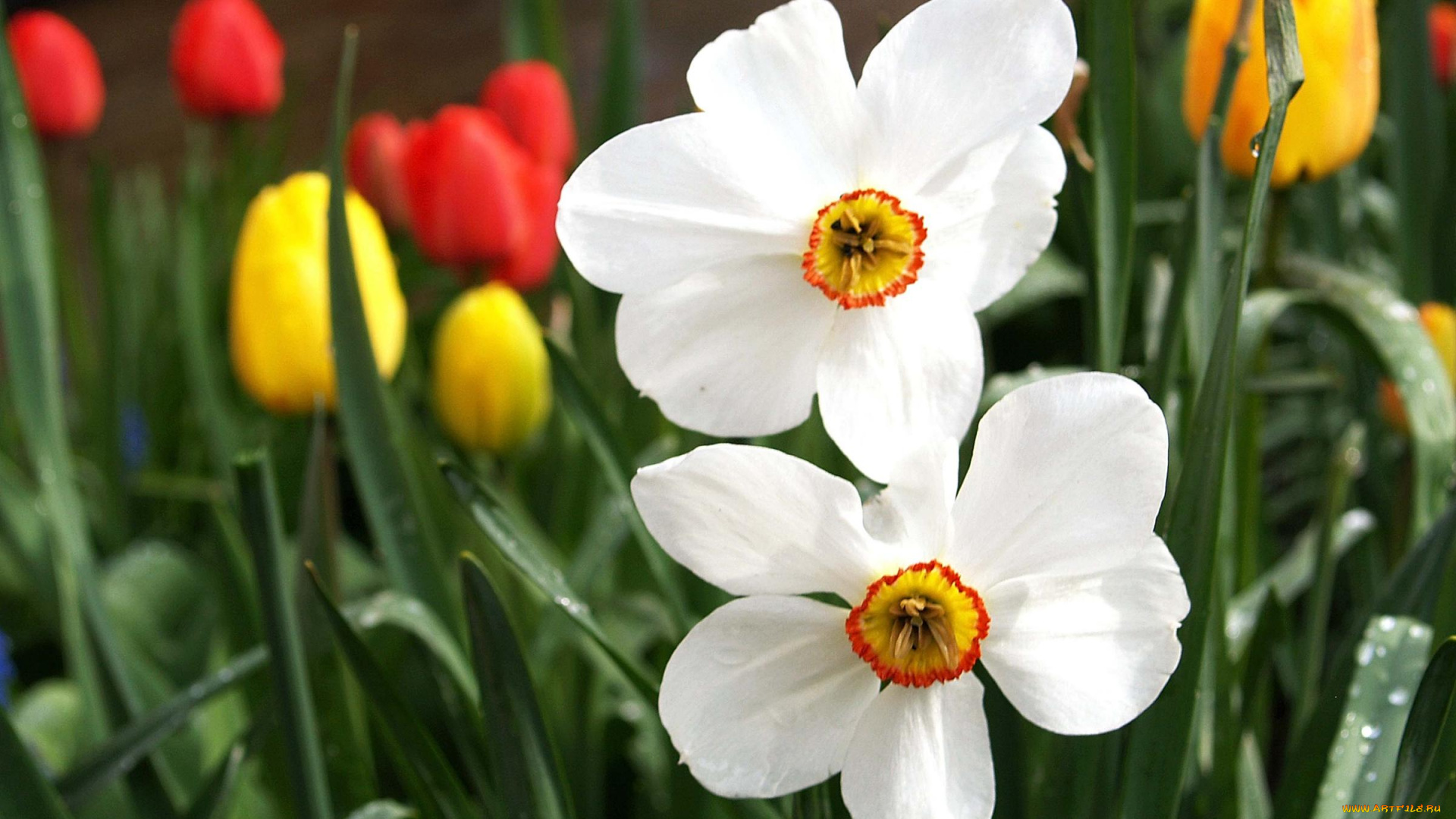 цветы, разные, вместе