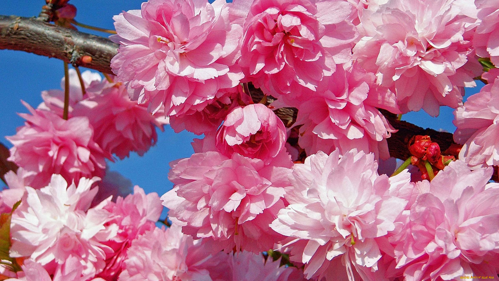 цветы, сакура, вишня