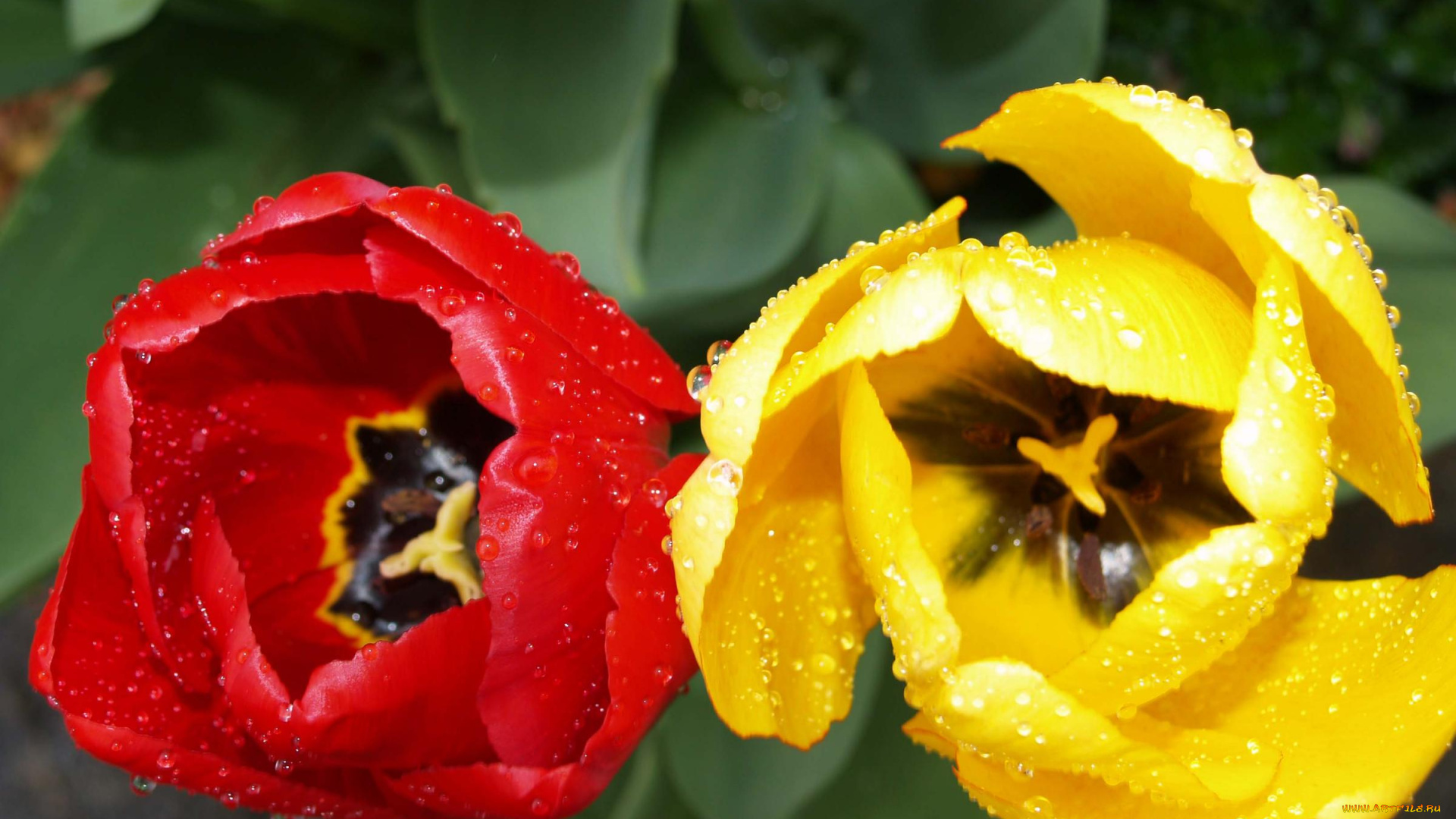 цветы, тюльпаны