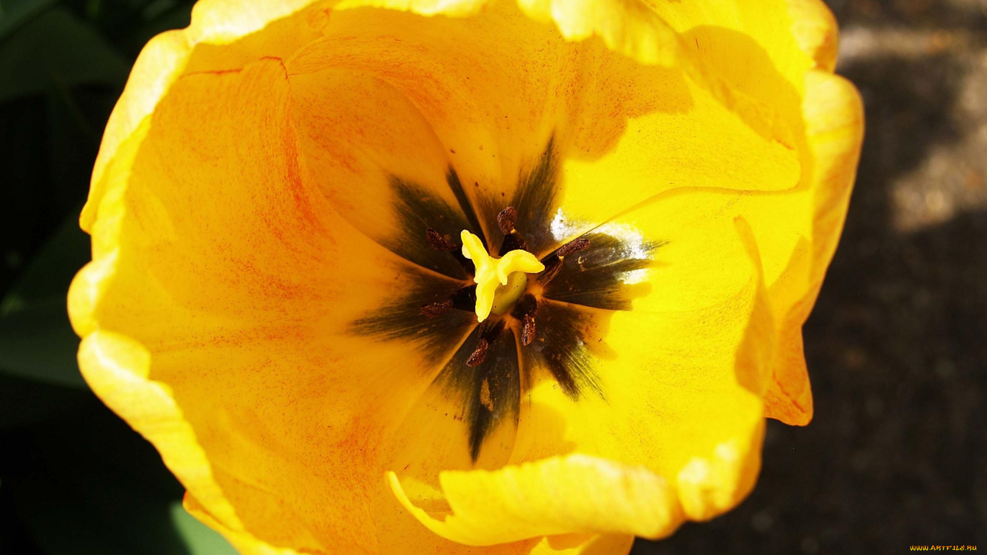 цветы, тюльпаны