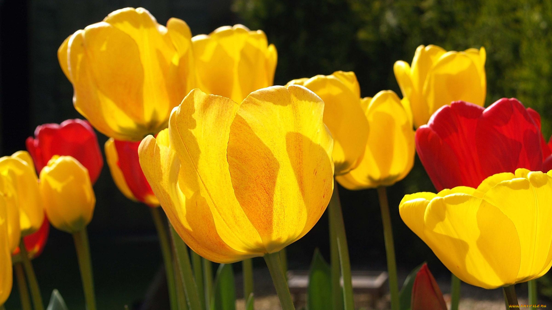 цветы, тюльпаны