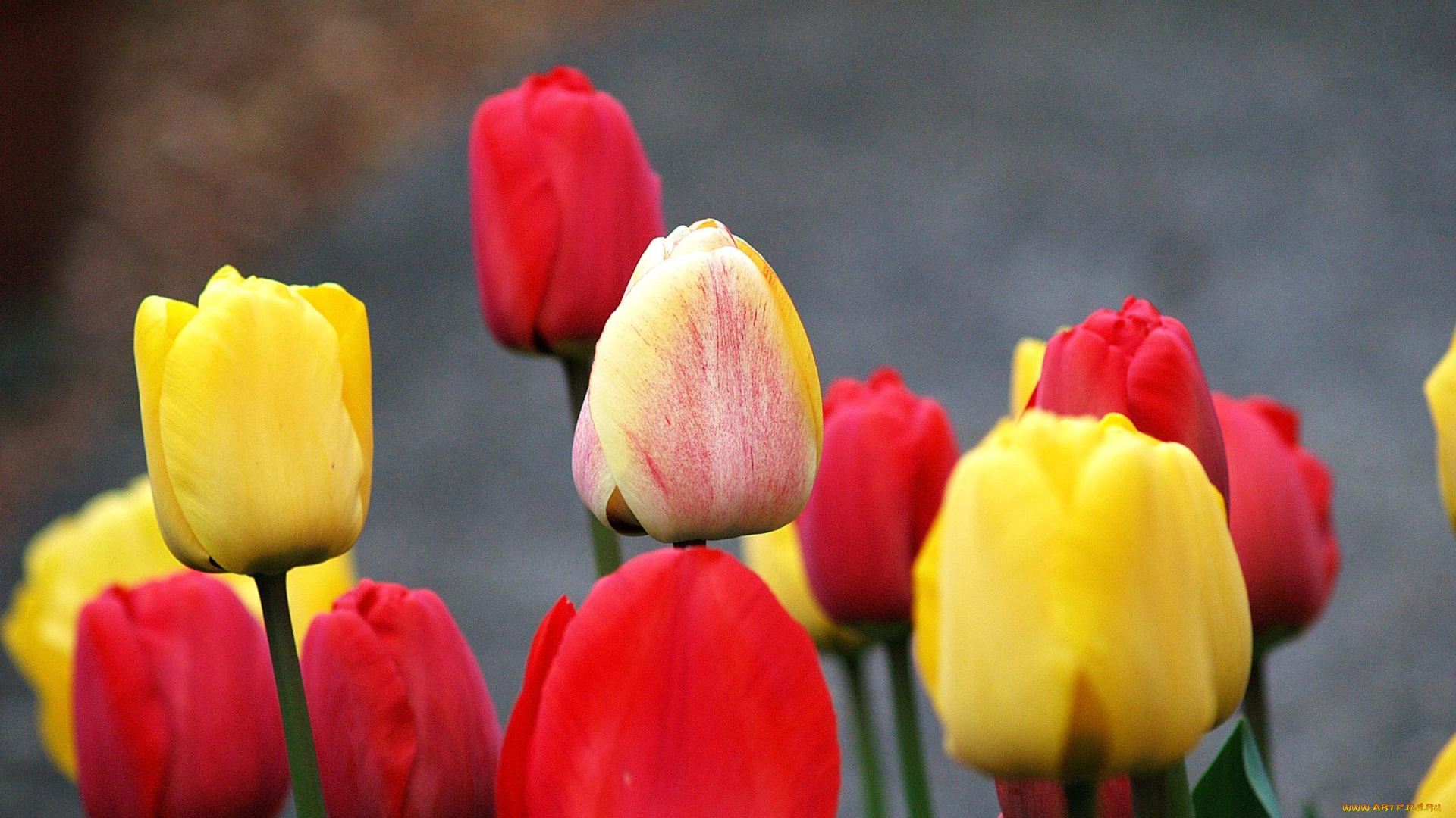 цветы, тюльпаны