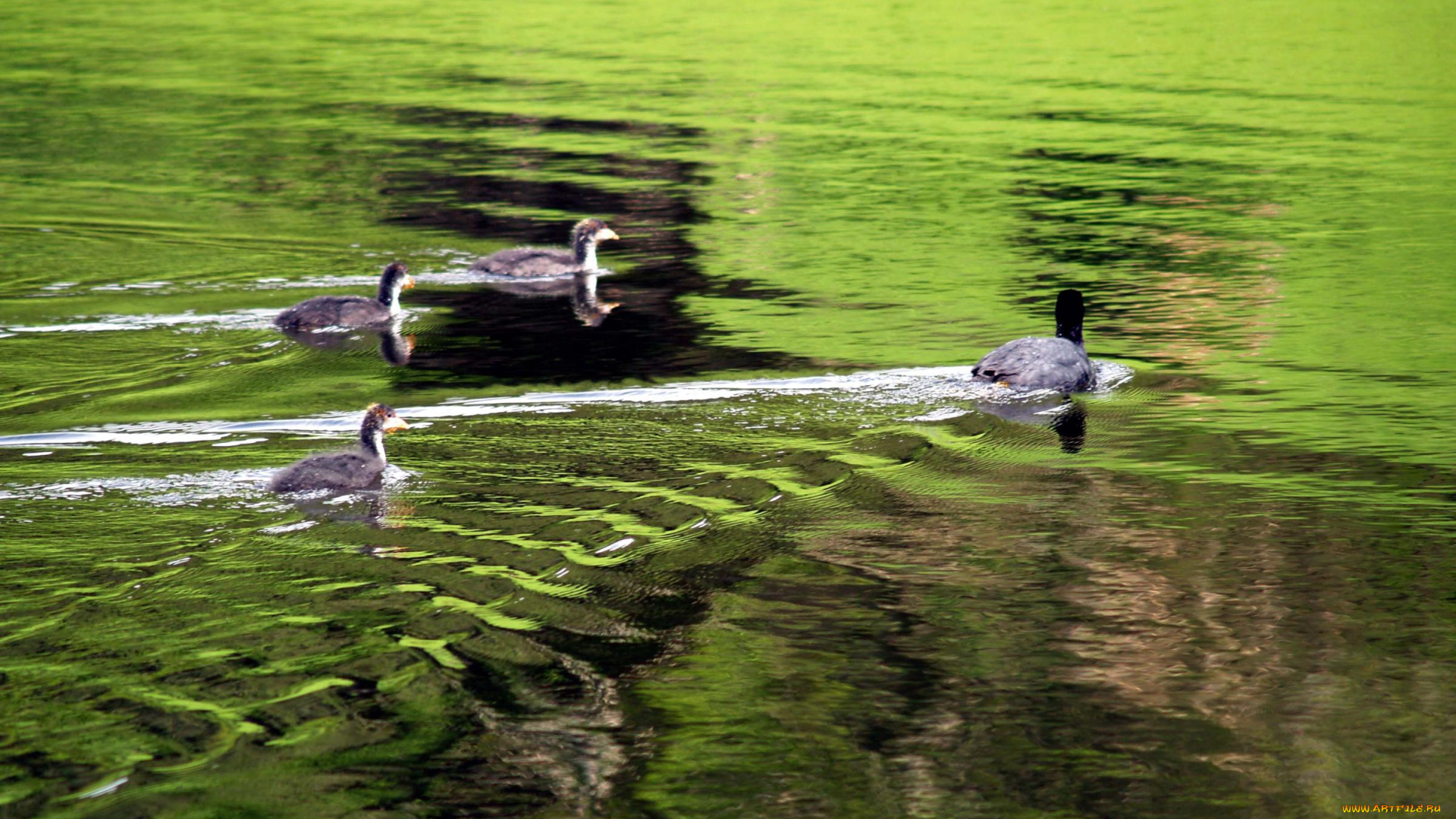 животные, утки