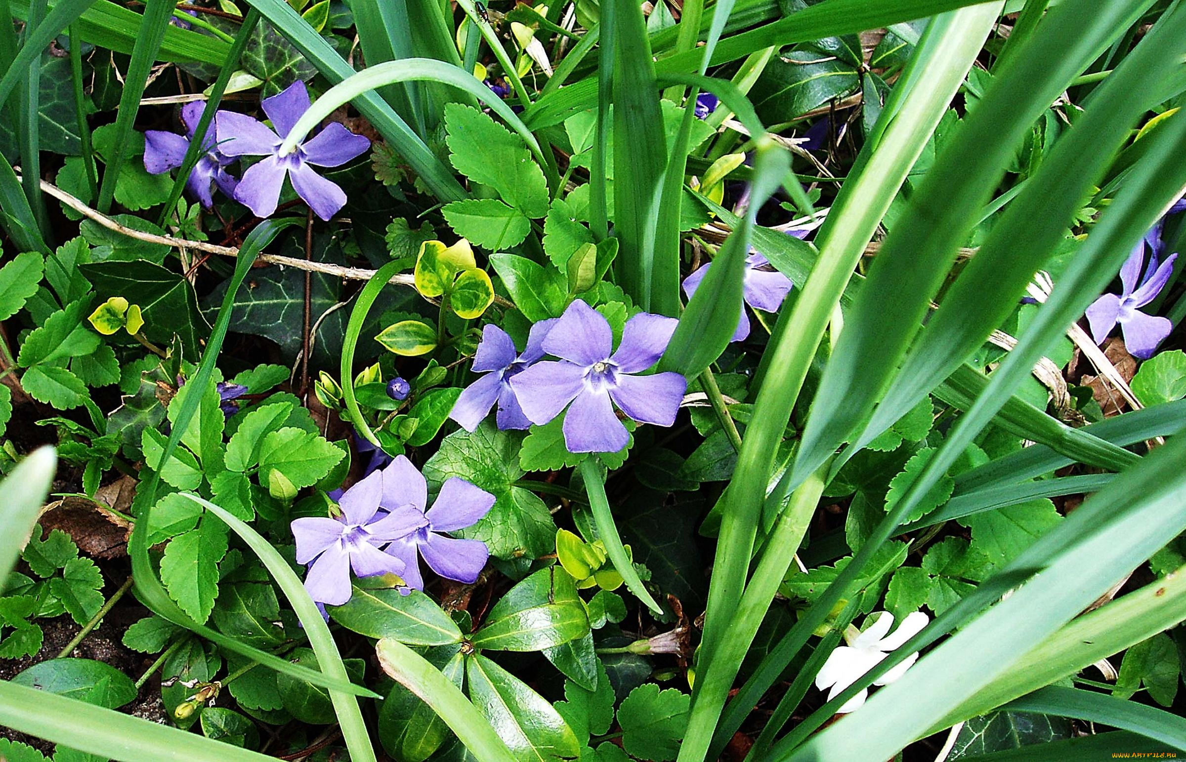 цветы, барвинок