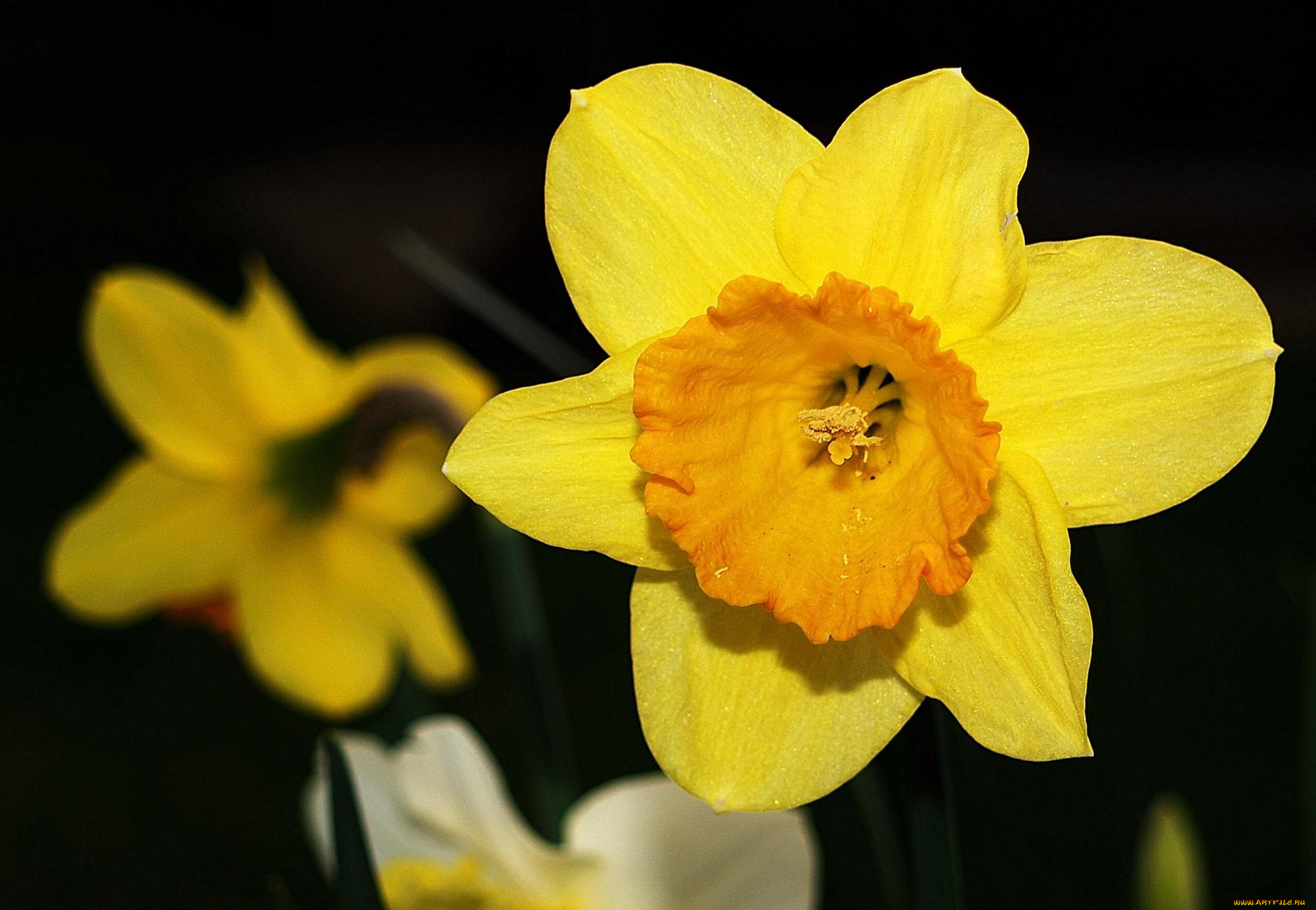 цветы, нарциссы