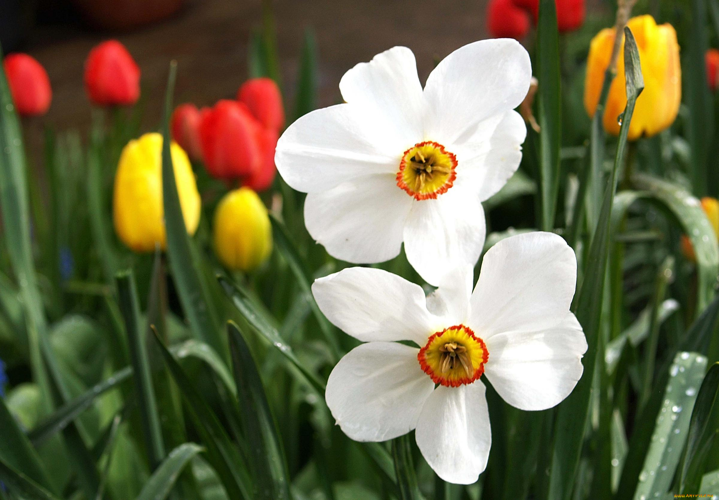 цветы, разные, вместе