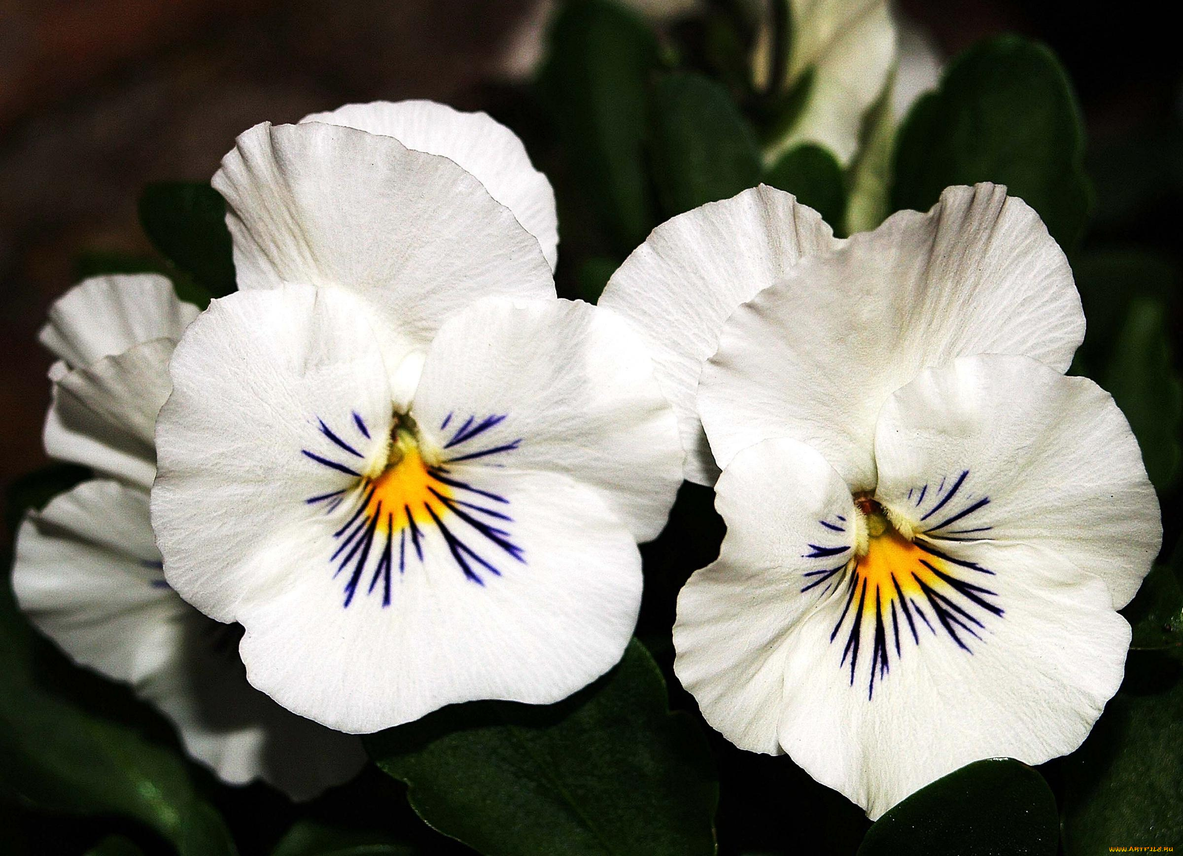 цветы, анютины, глазки, садовые, фиалки