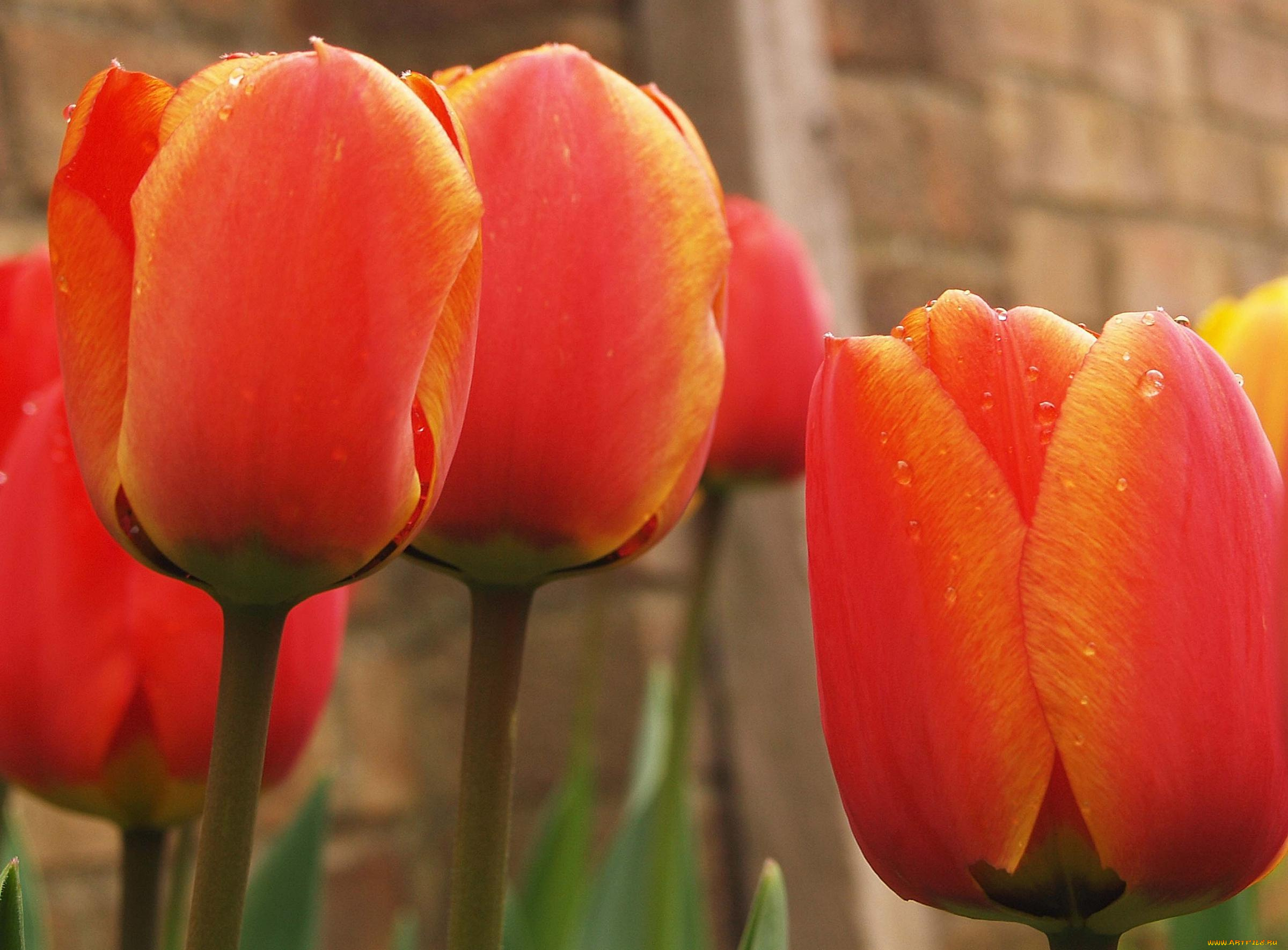 цветы, тюльпаны