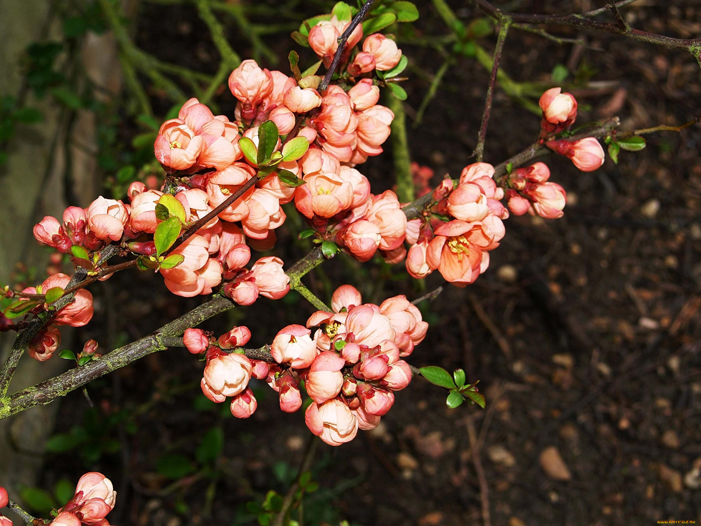 цветы, айва