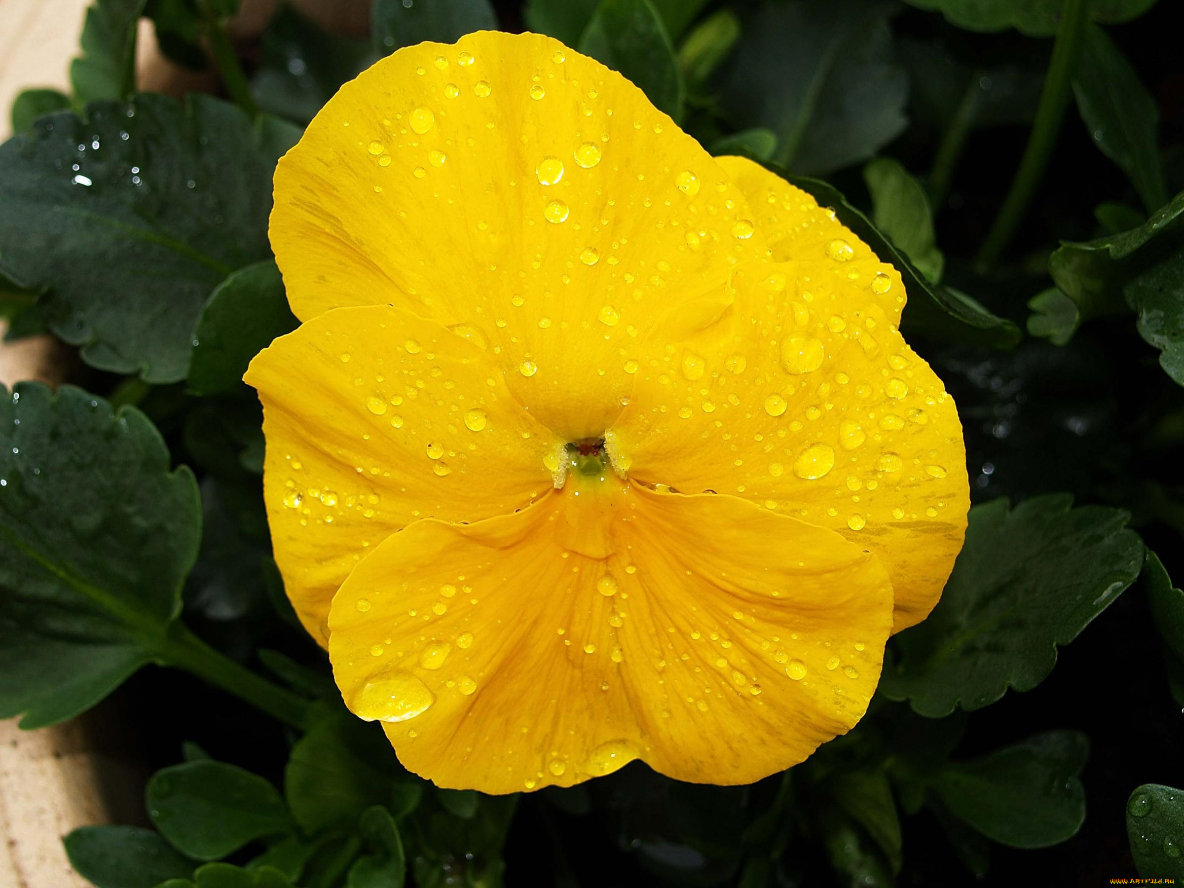 цветы, анютины, глазки, садовые, фиалки