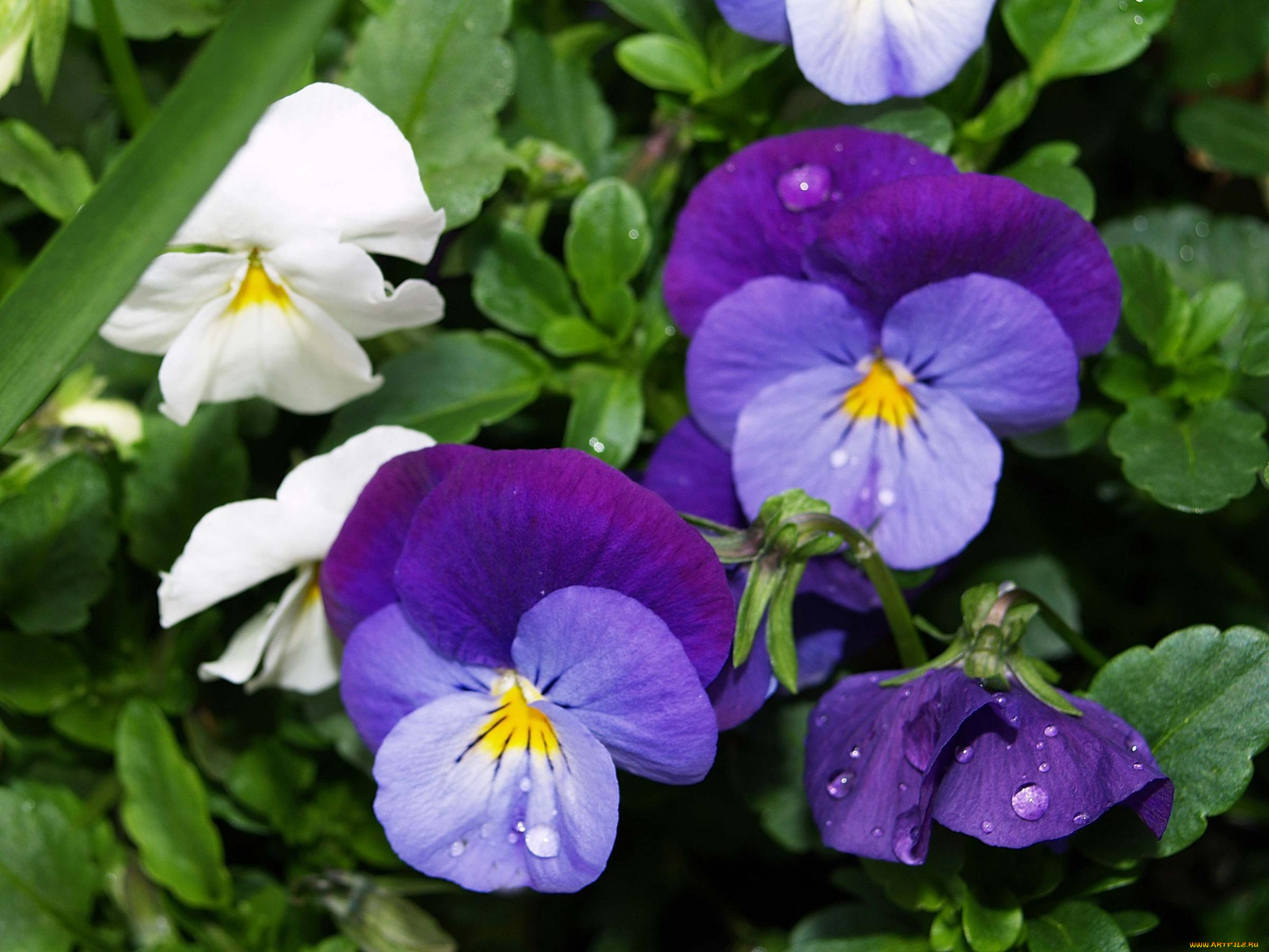 цветы, анютины, глазки, садовые, фиалки
