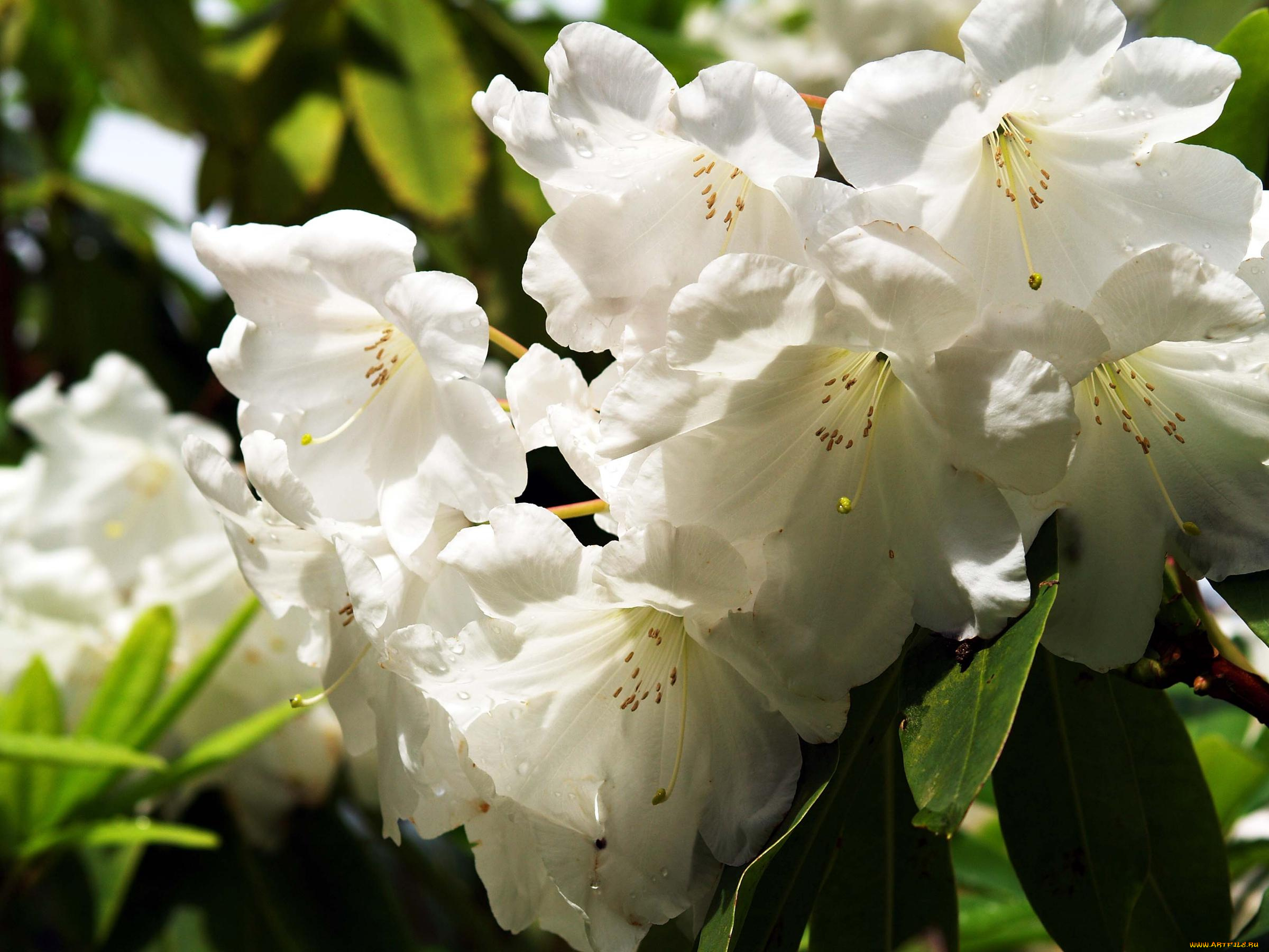 цветы, цветущие, деревья, кустарники