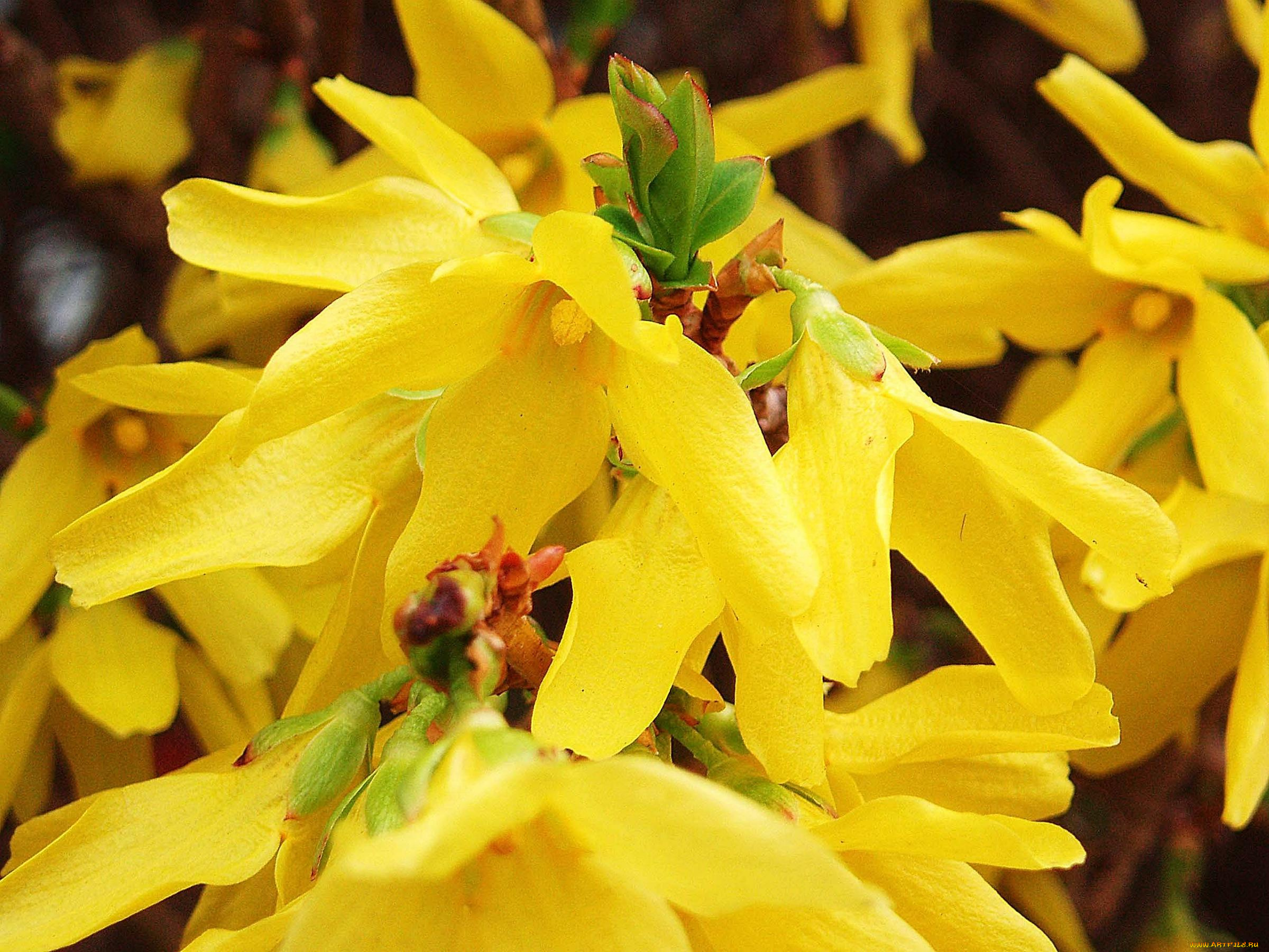 цветы, цветущие, деревья, кустарники