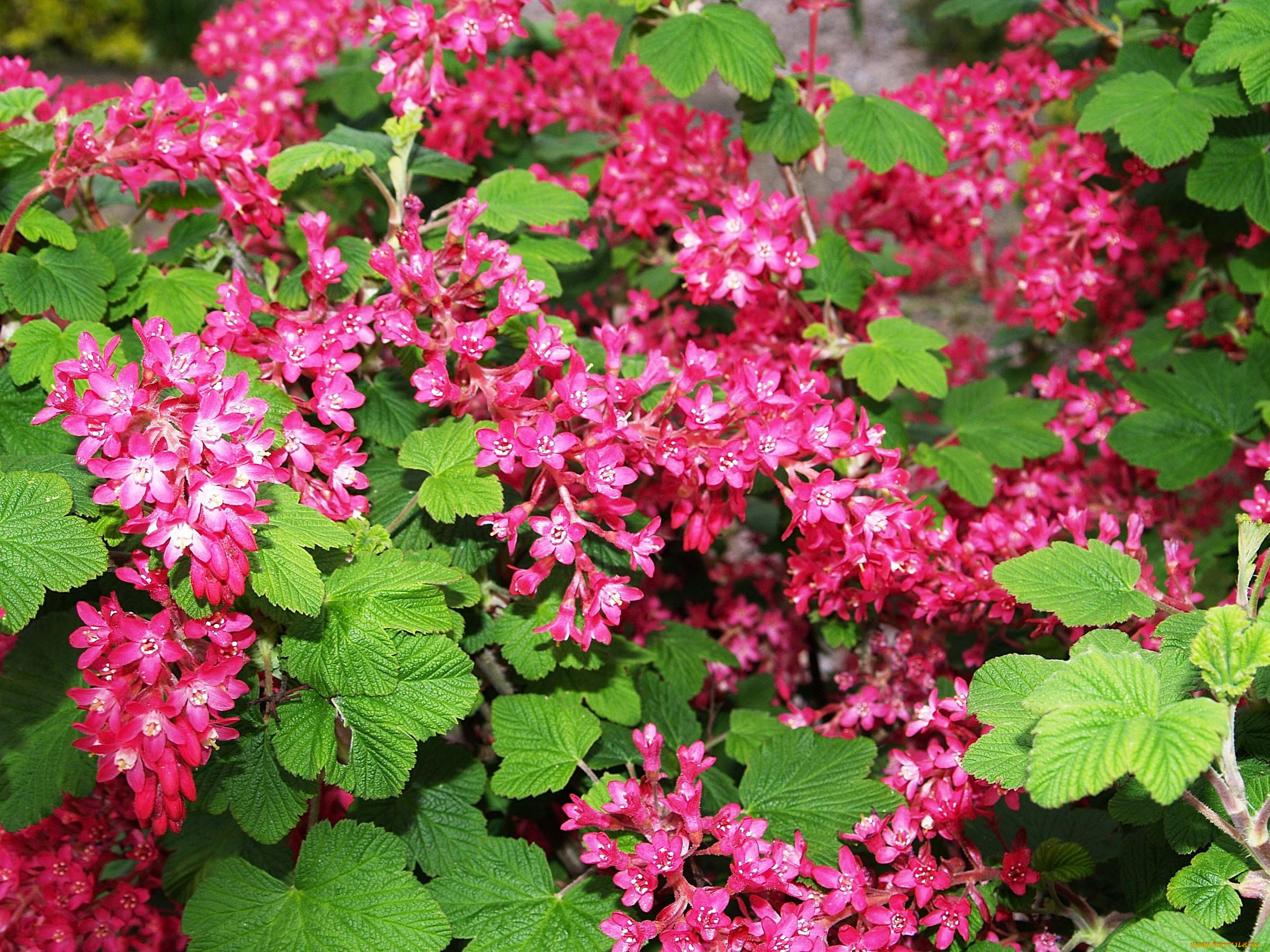 цветы, цветущие, деревья, кустарники