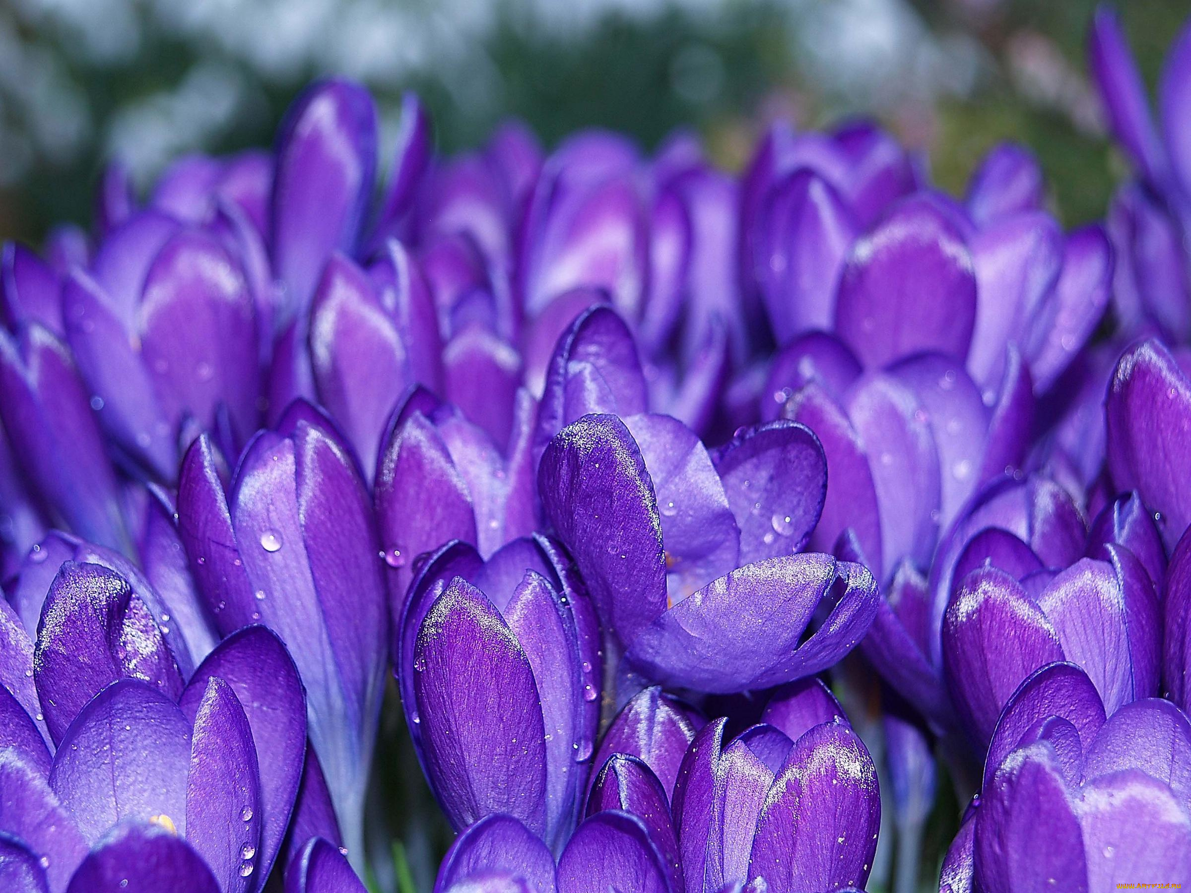 цветы, крокусы