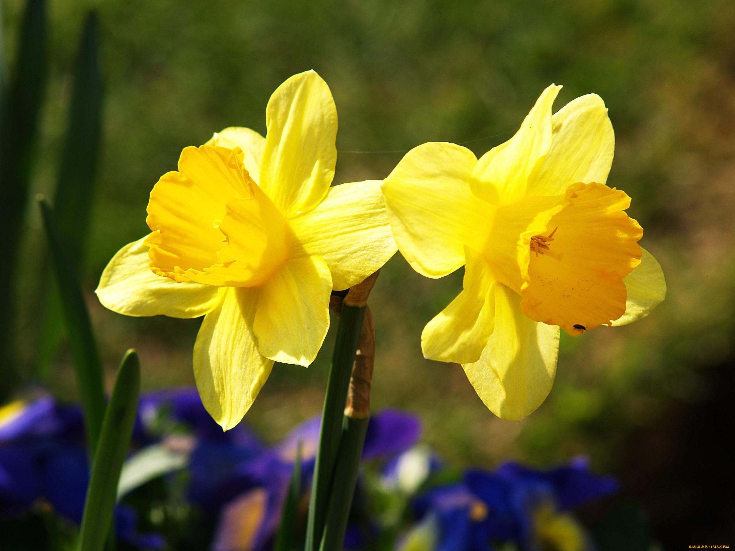 цветы, нарциссы
