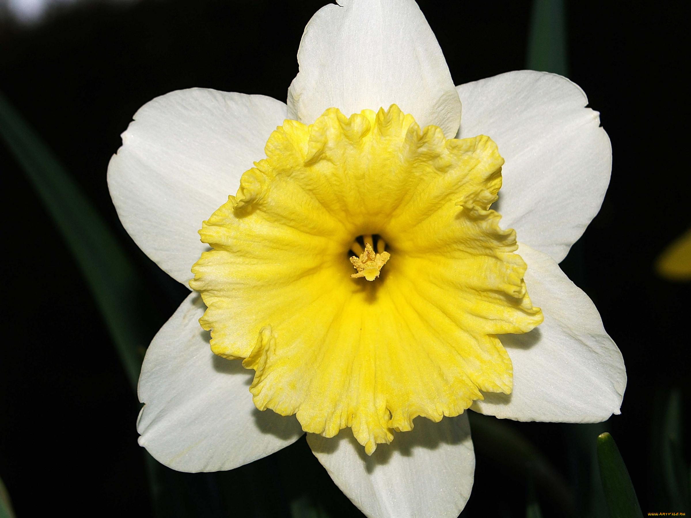 цветы, нарциссы