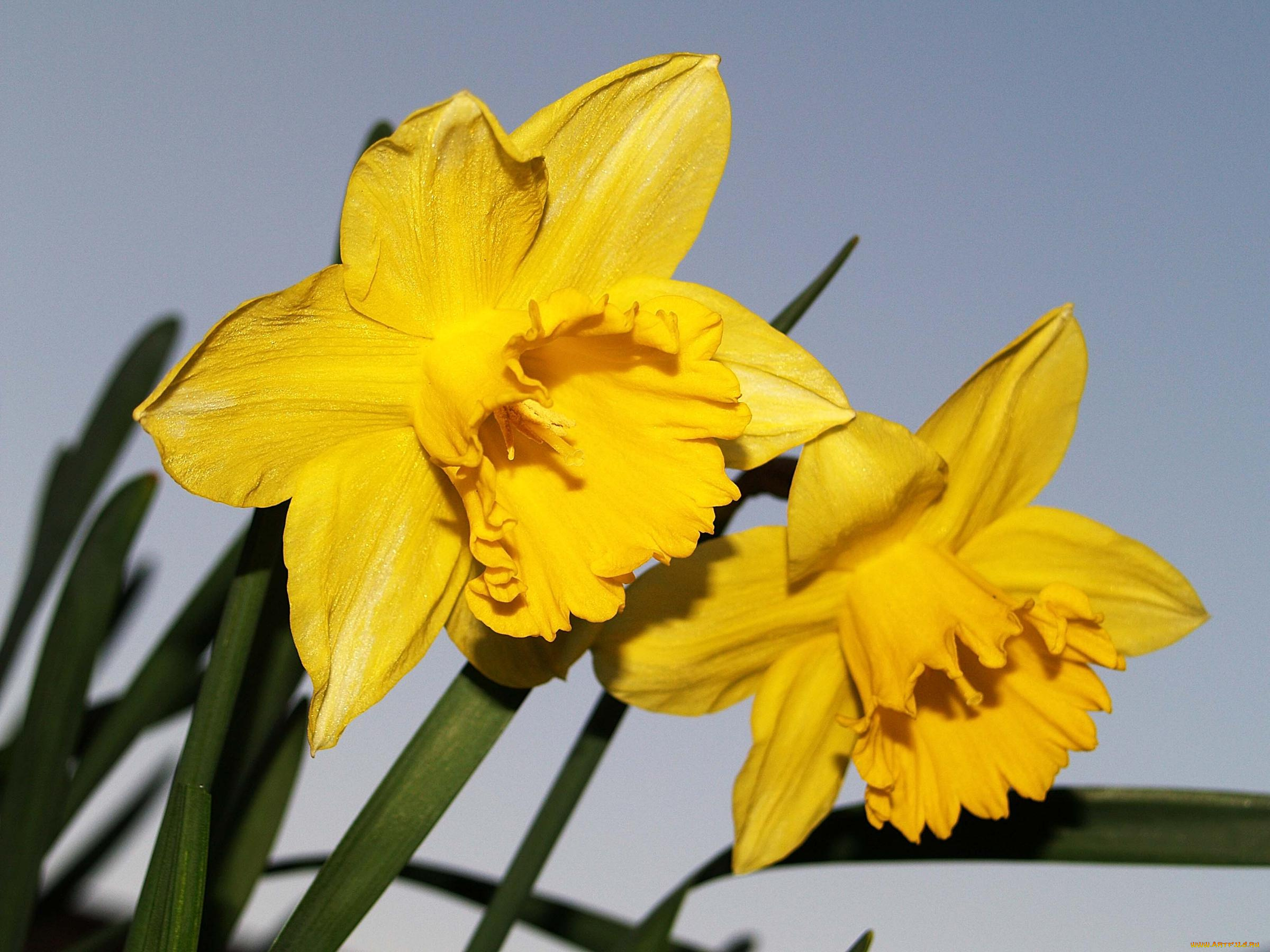 цветы, нарциссы