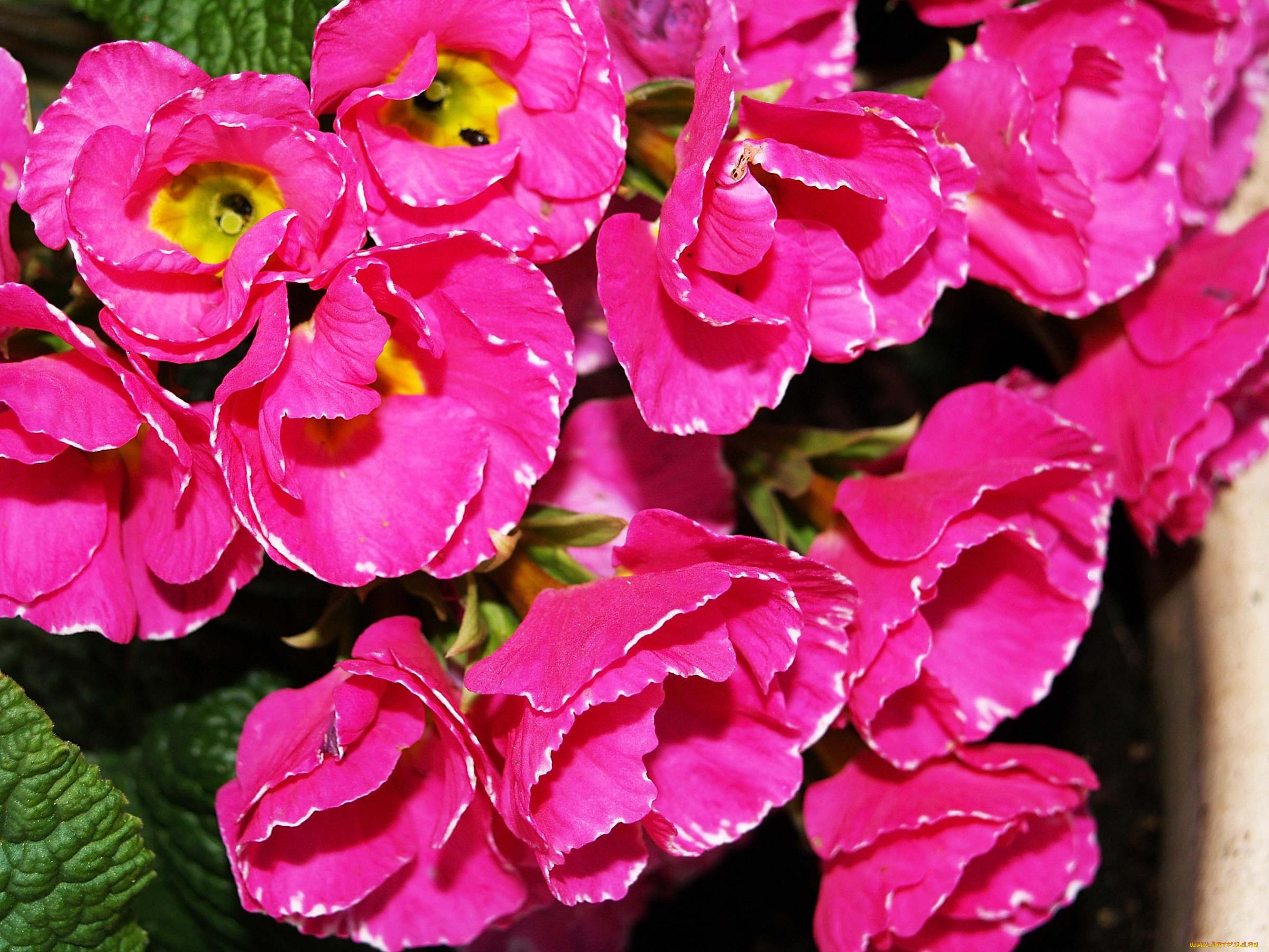 цветы, примулы