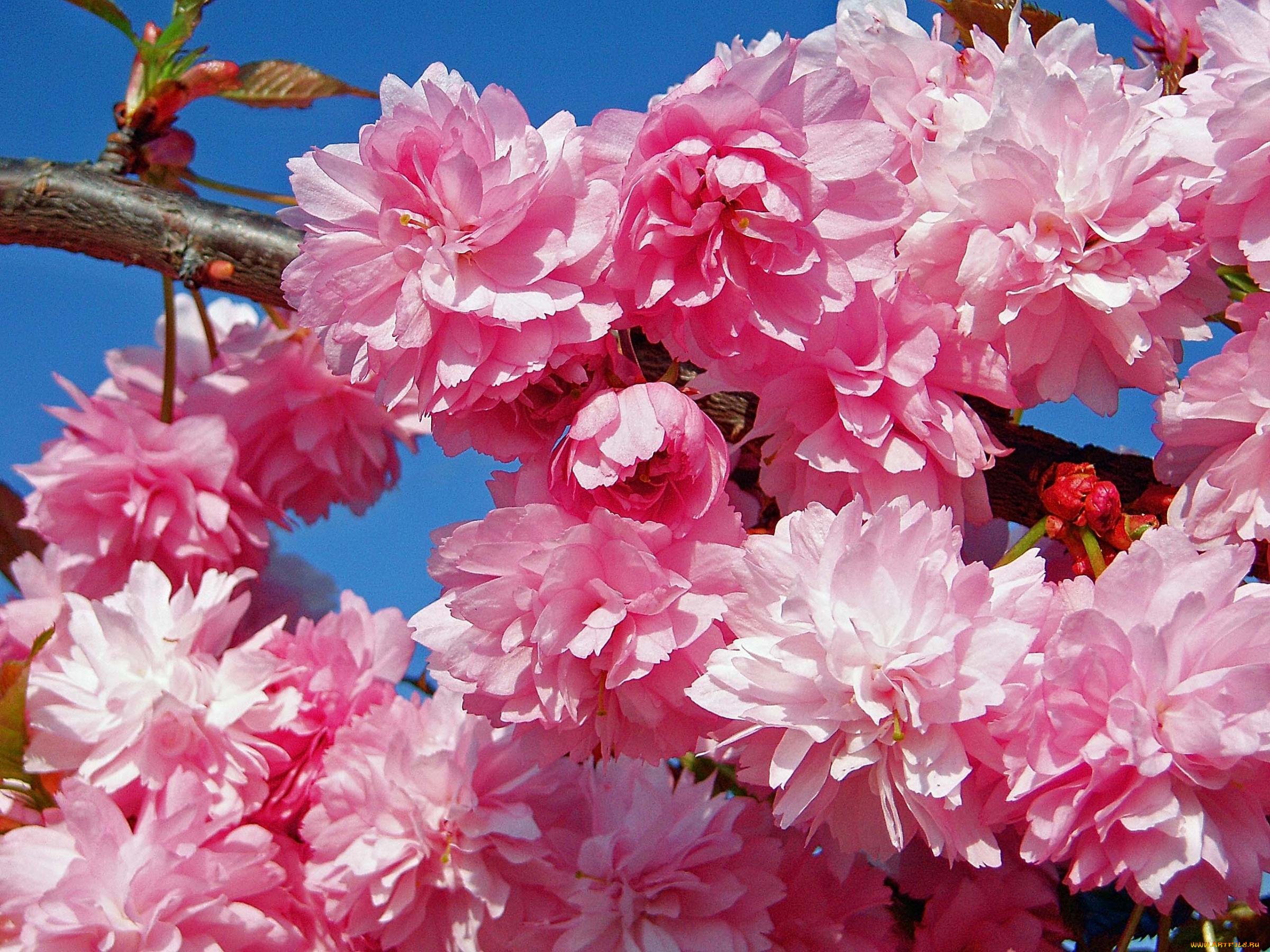 цветы, сакура, вишня