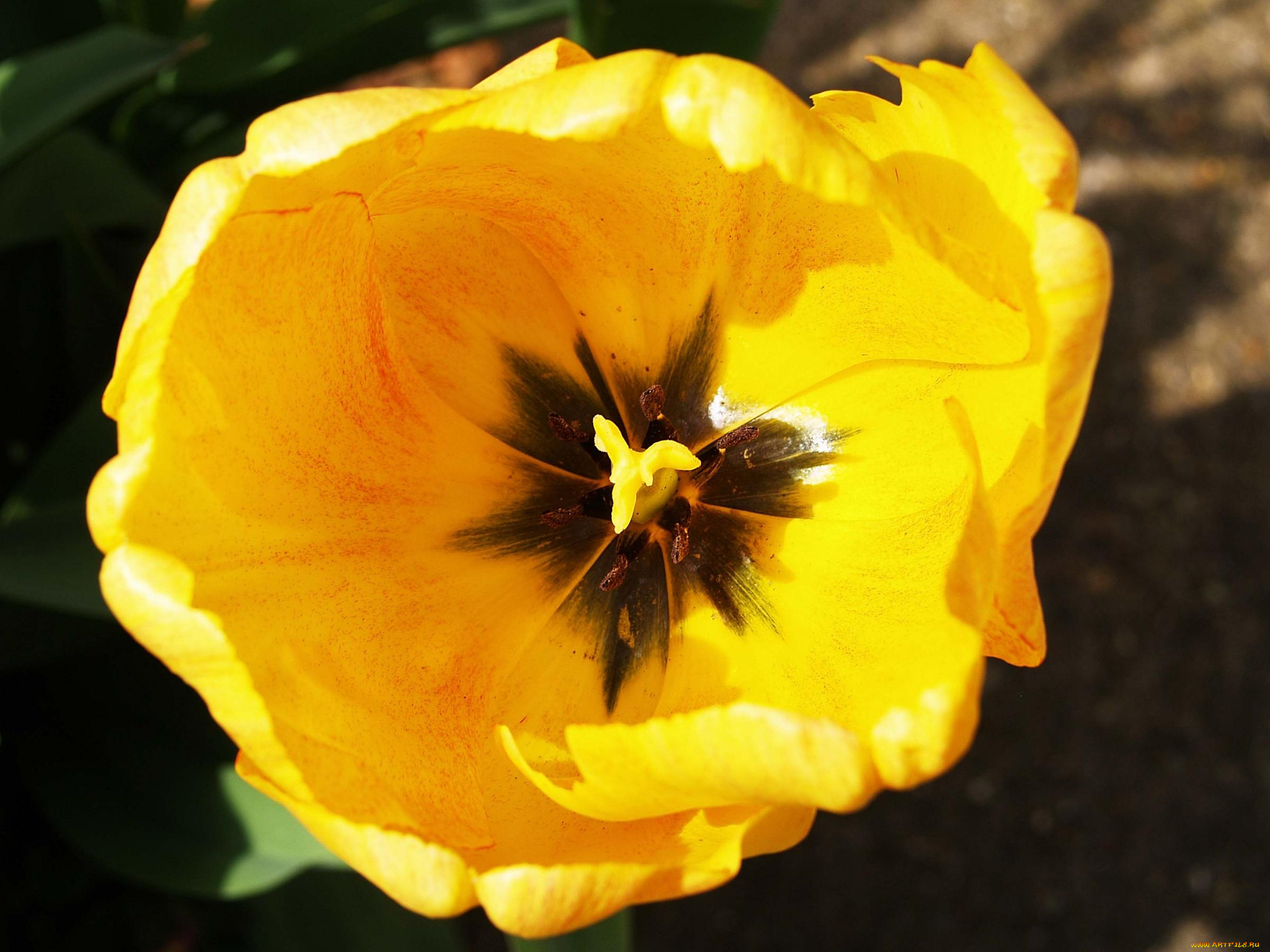 цветы, тюльпаны