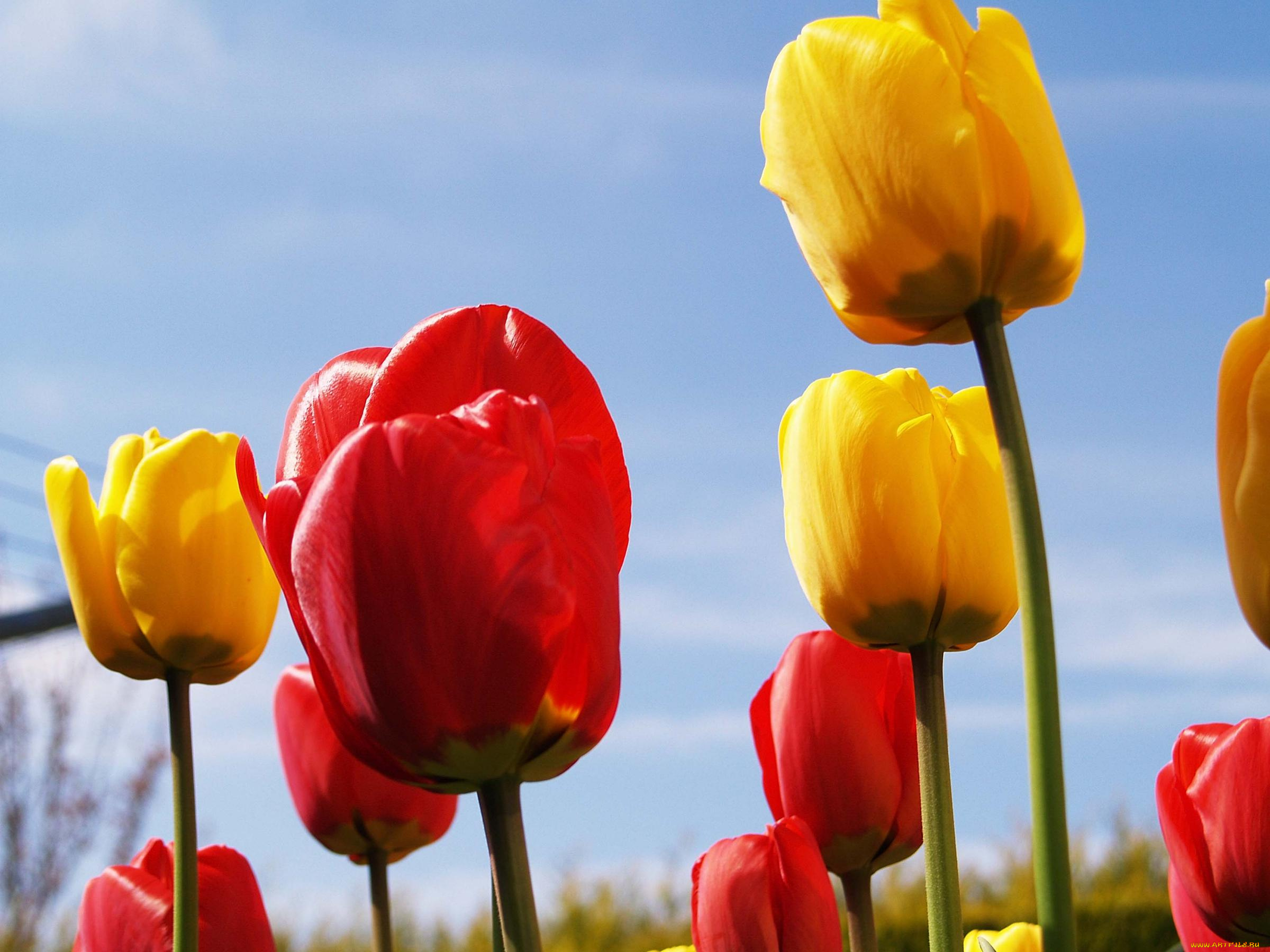 цветы, тюльпаны