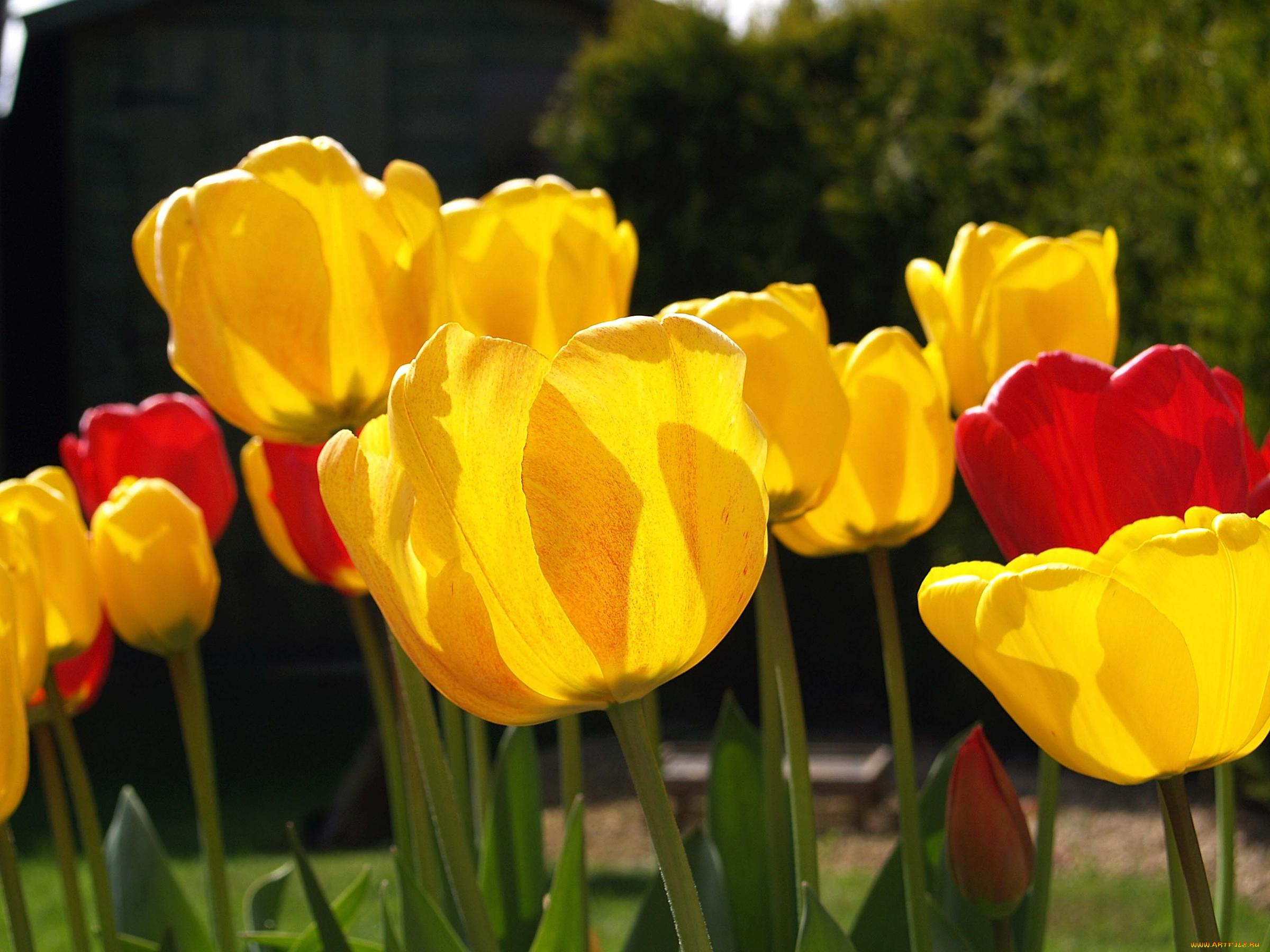 цветы, тюльпаны