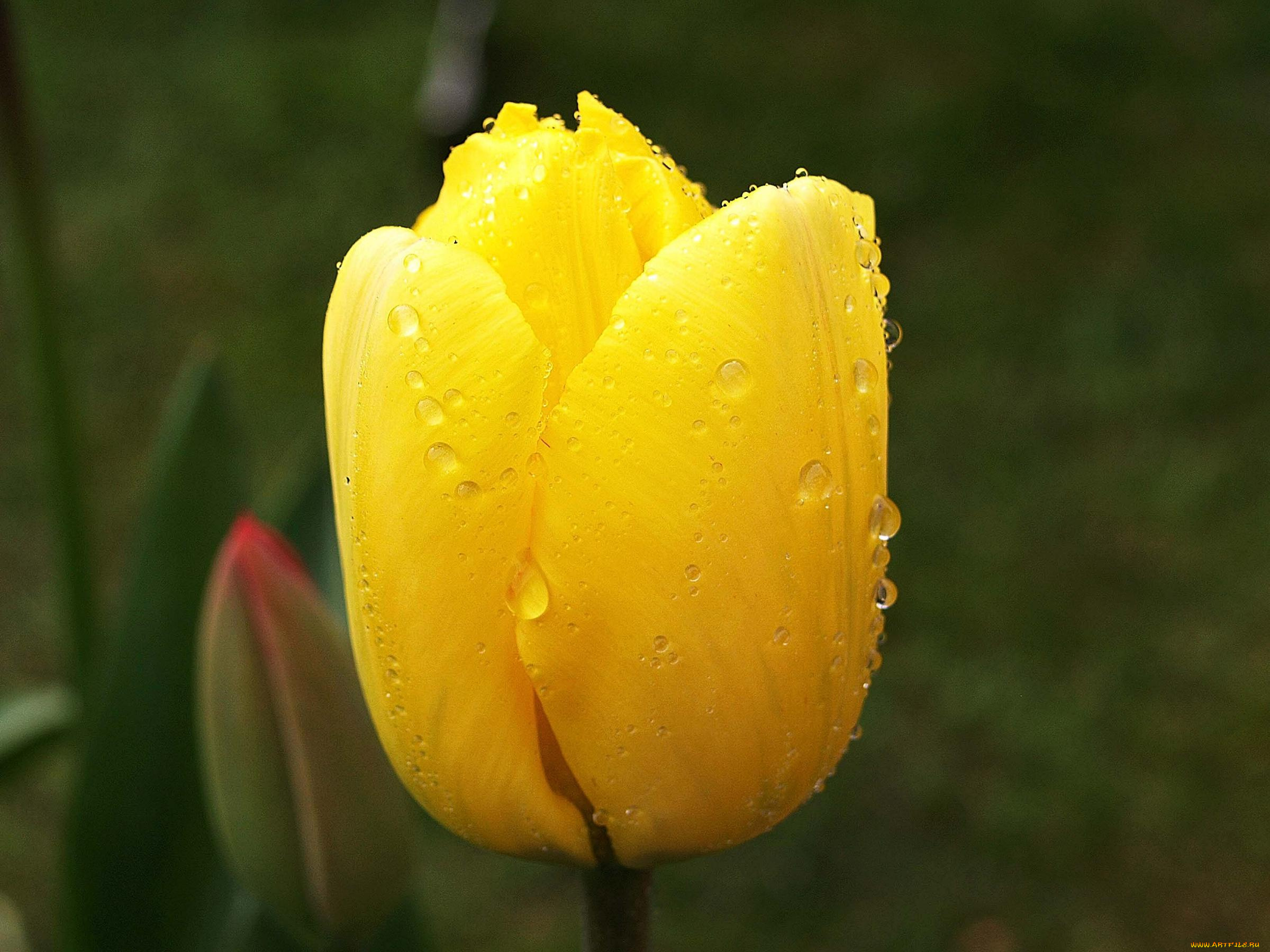 цветы, тюльпаны