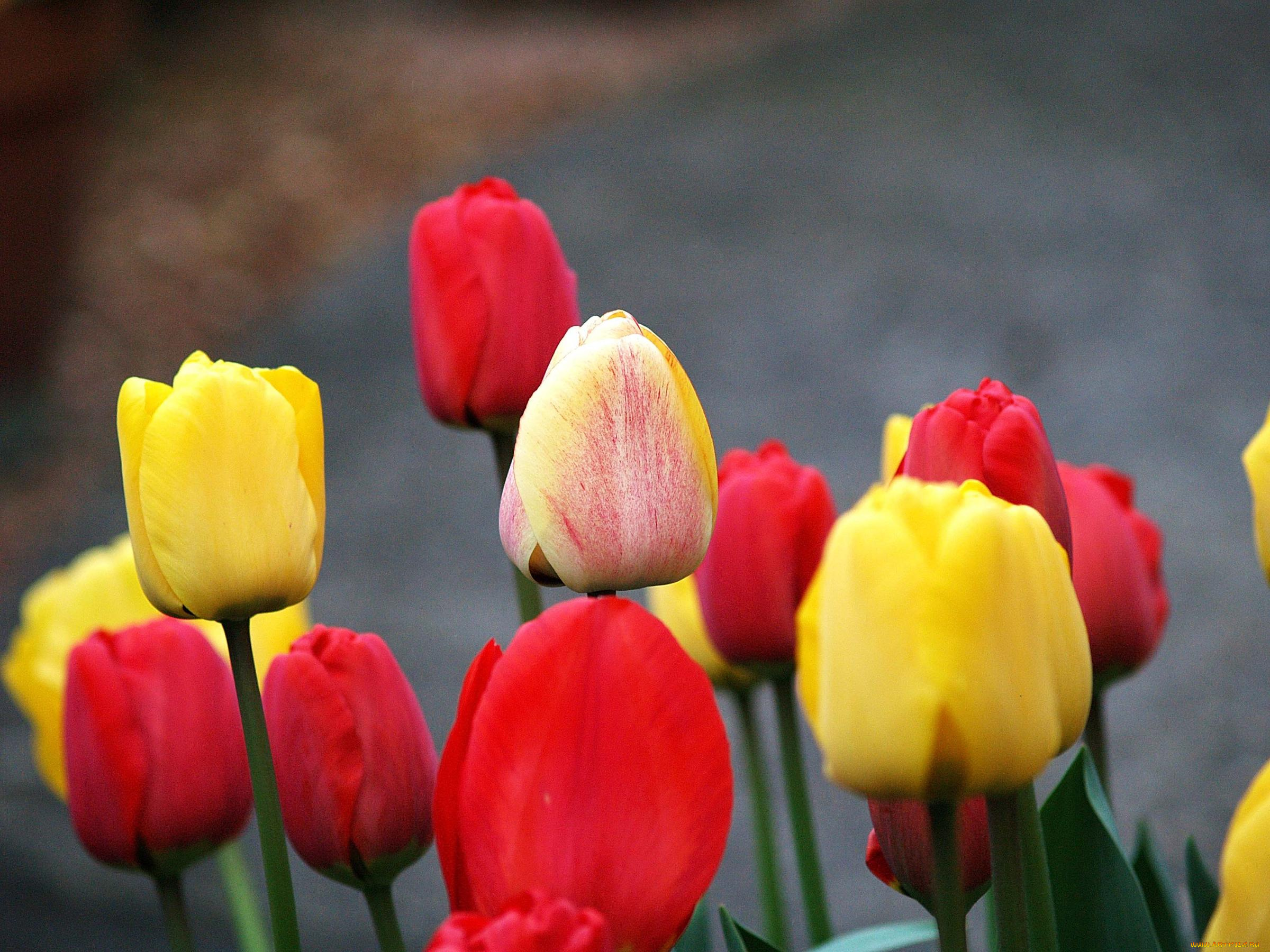 цветы, тюльпаны
