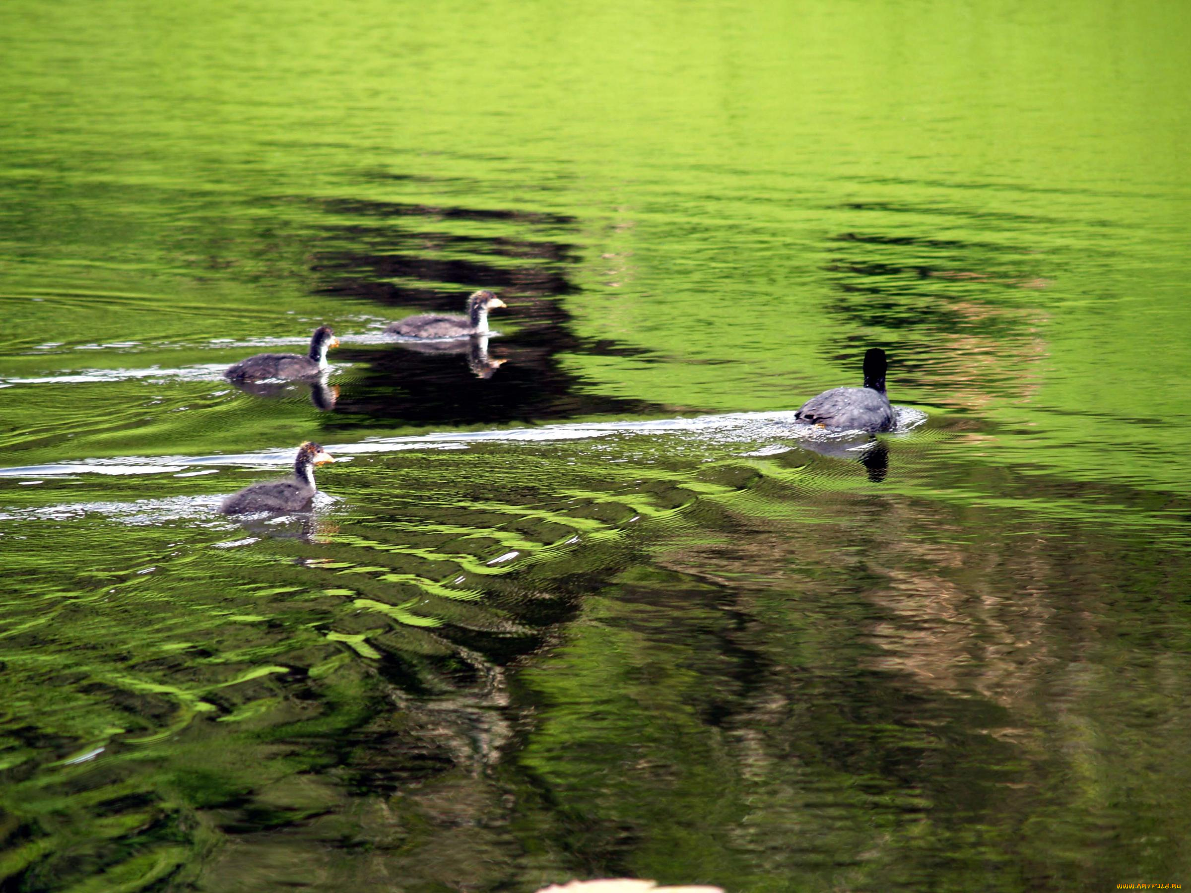 животные, утки